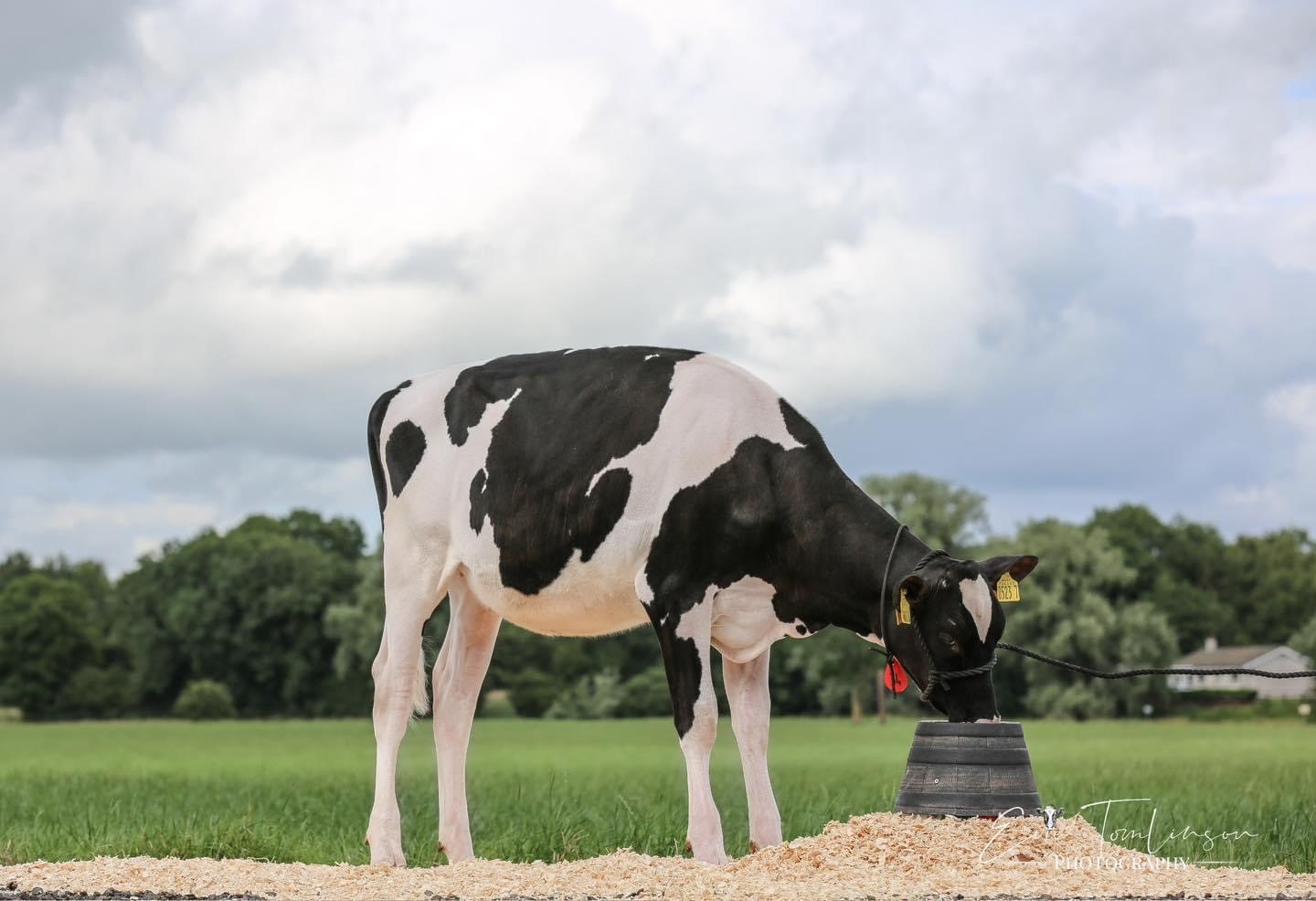 Lot 34: SBG Parfect Carlin ET, sold for 6,800gns Image: Summer Sizzler