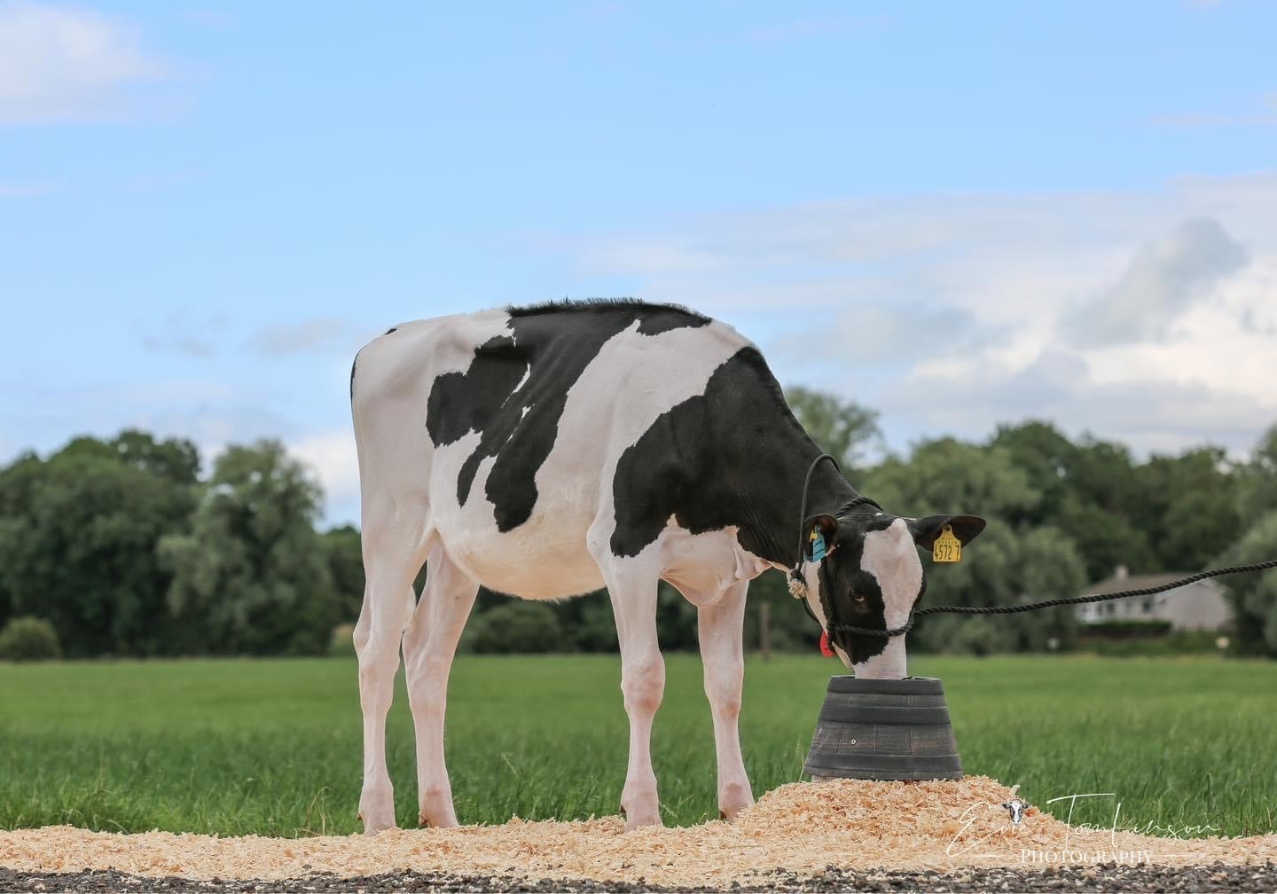 Lot 37: Carrowcroft Lambda Cinnamon ET, sold for 11,200gns Image: Summer Sizzler