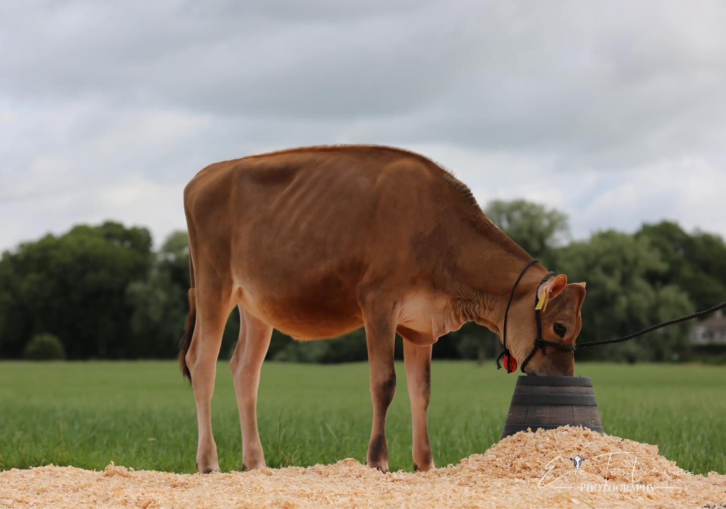 Lot 41: Damm Mostragee Atlanticway VIP Frisky ET, sold for 5,100gns Image: Summer Sizzler