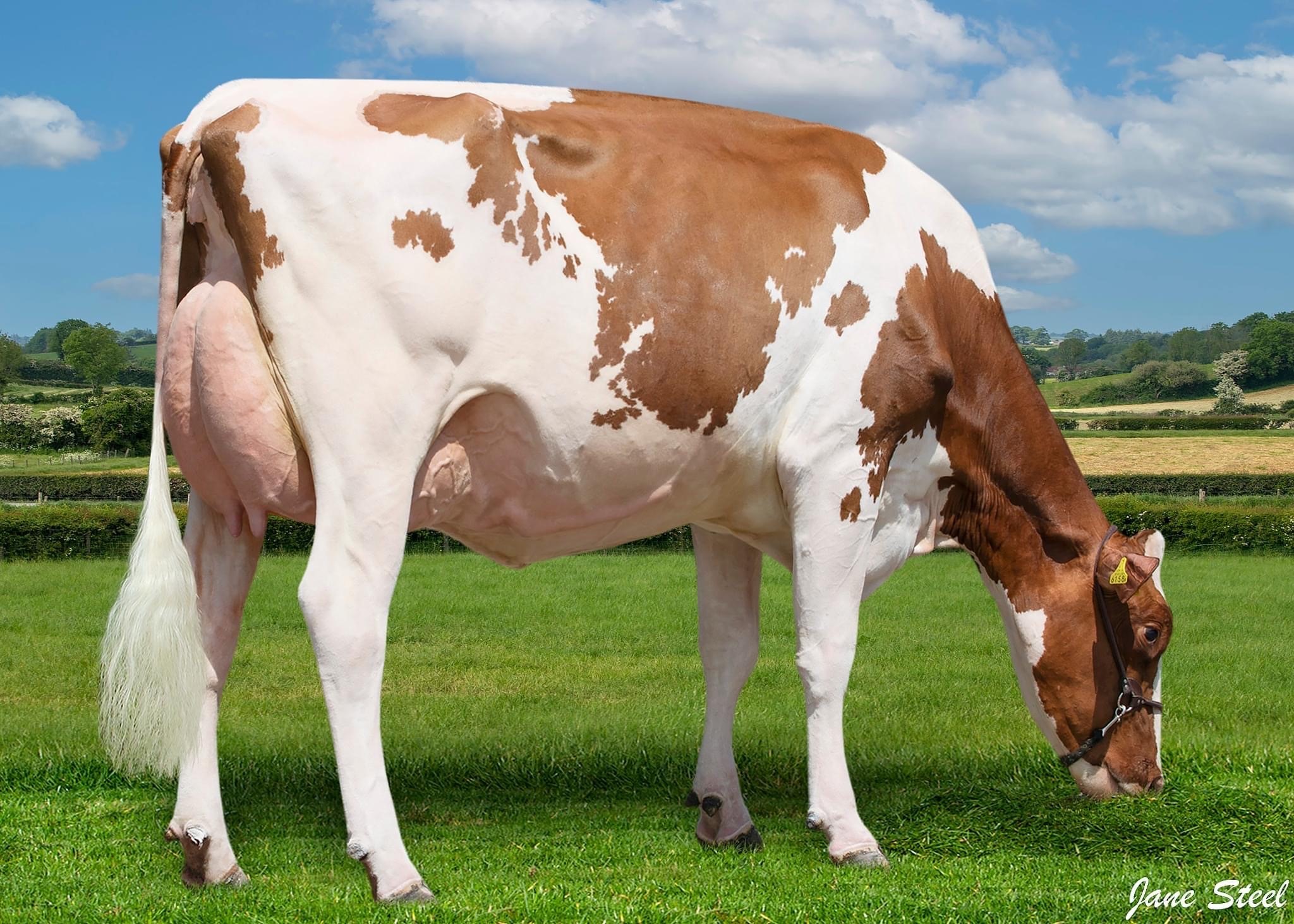 Lookout Altitude Beautygirl Red, dam of Lot 48Image: Taaffe Auctions