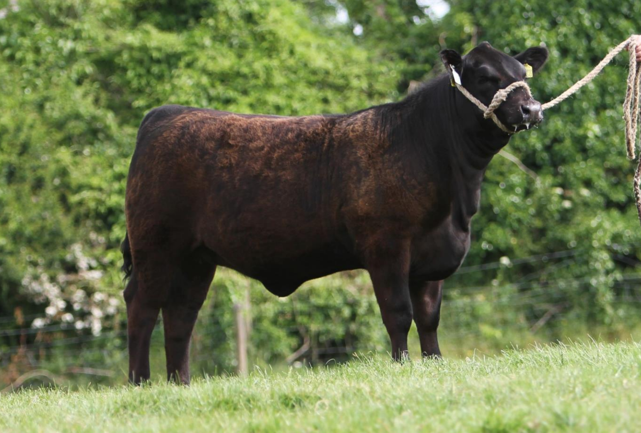 Mogeely Flora Y860 sold for €8,000