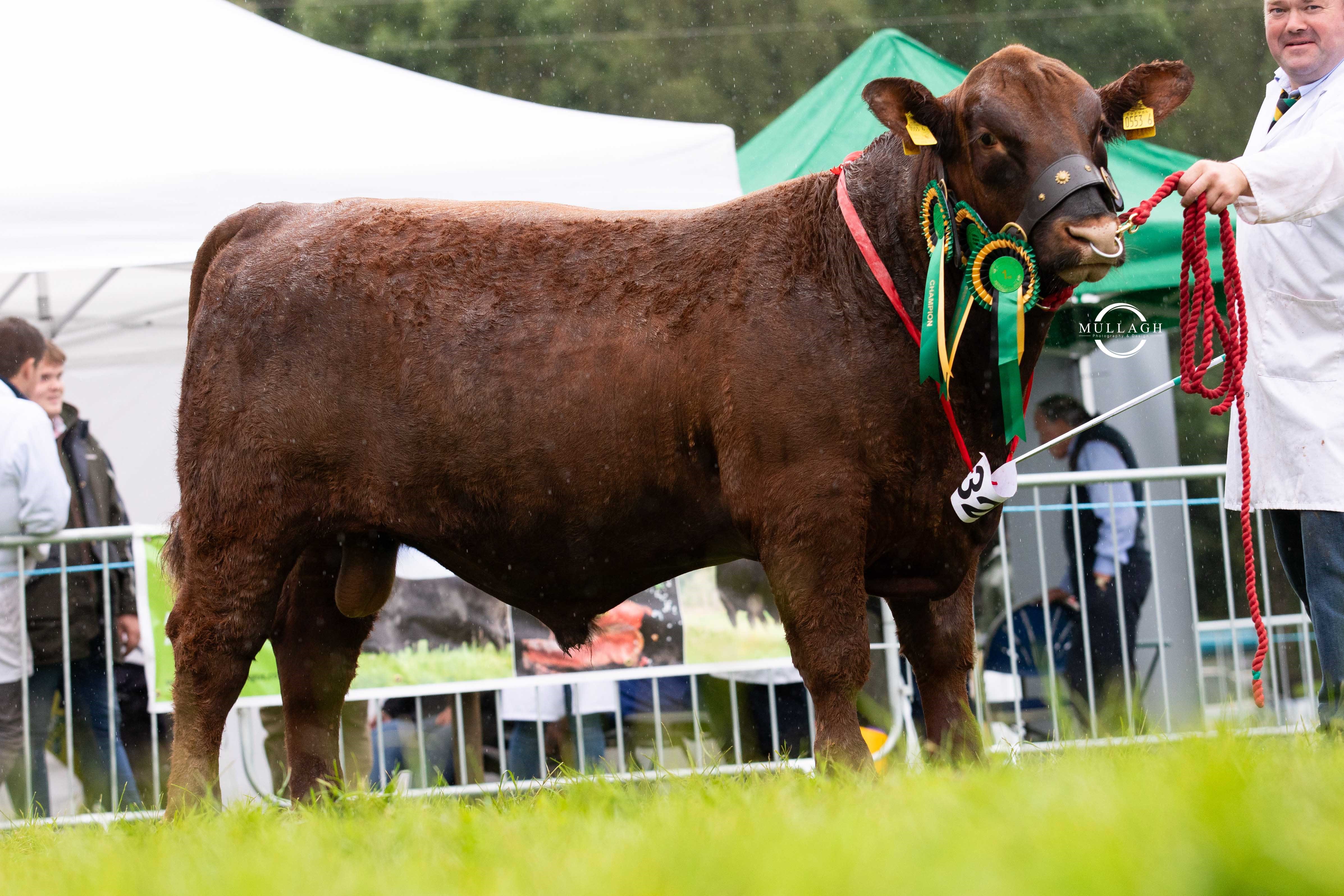 Glenbrae Red Mr Kayo Y536
