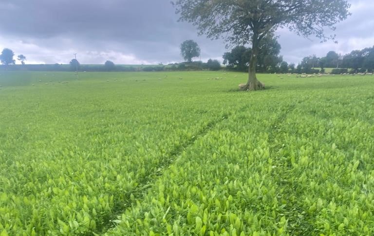 Store lambs are currently grazing the multi-species sward