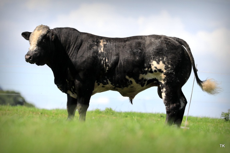 Lot 12 took the top price of €5,300