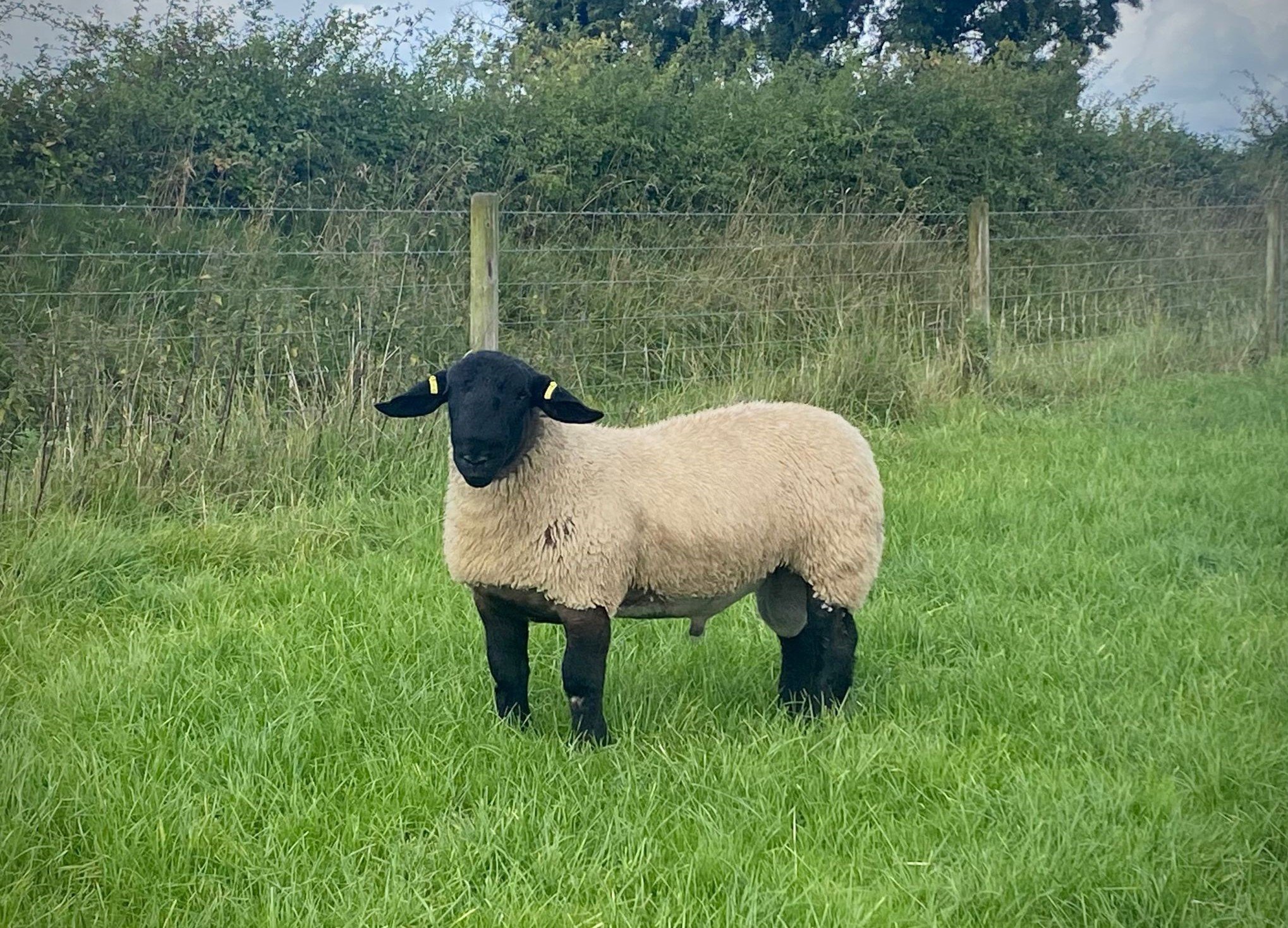 Kilduff Bruno was sired by Bessiebell Motto Motto and sold to a syndicate of pedigree buyers for&nbsp;€3,700