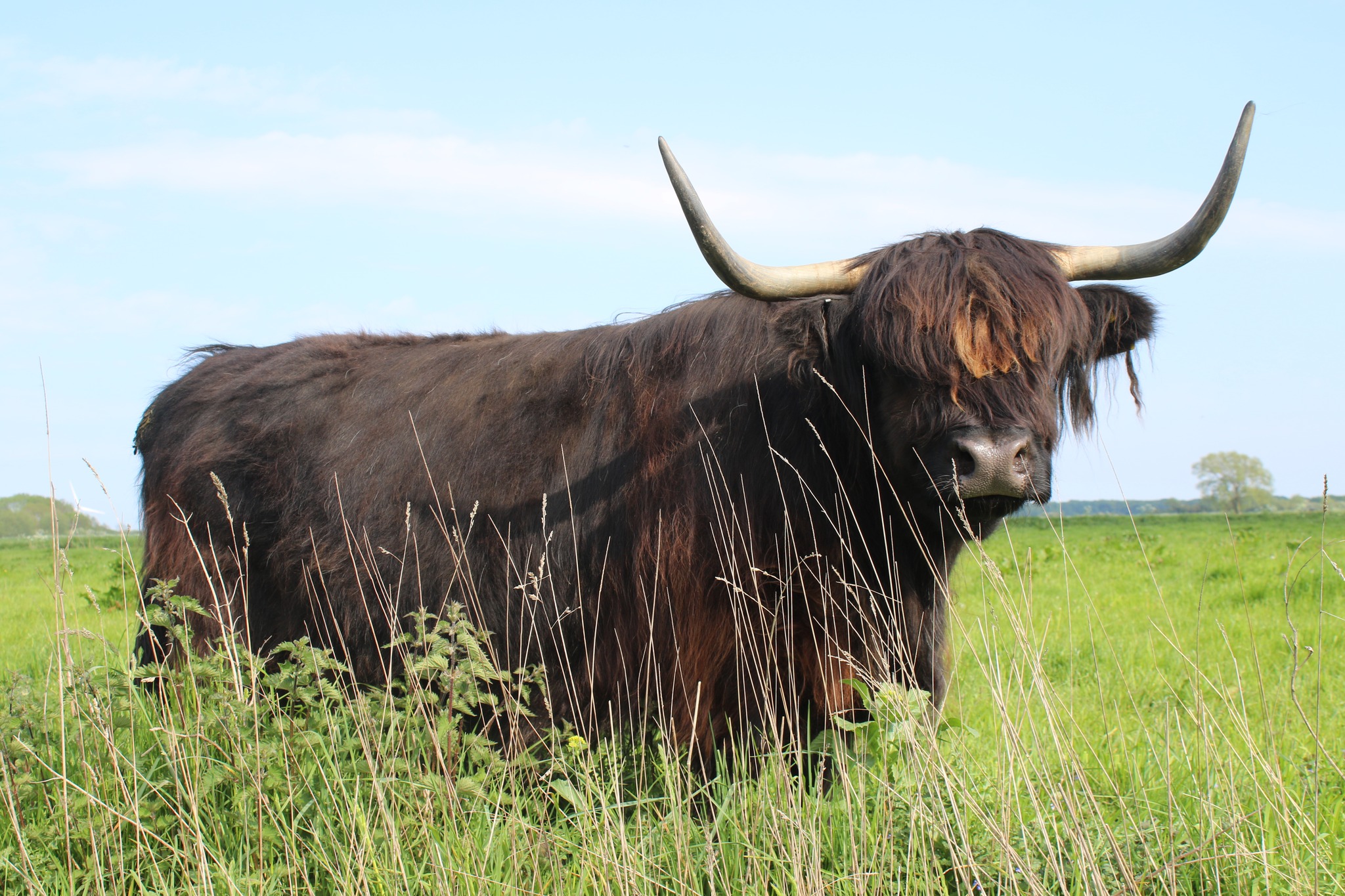 Highland cows on Dumble Farm. Source: Dumble Farm via Facebook
