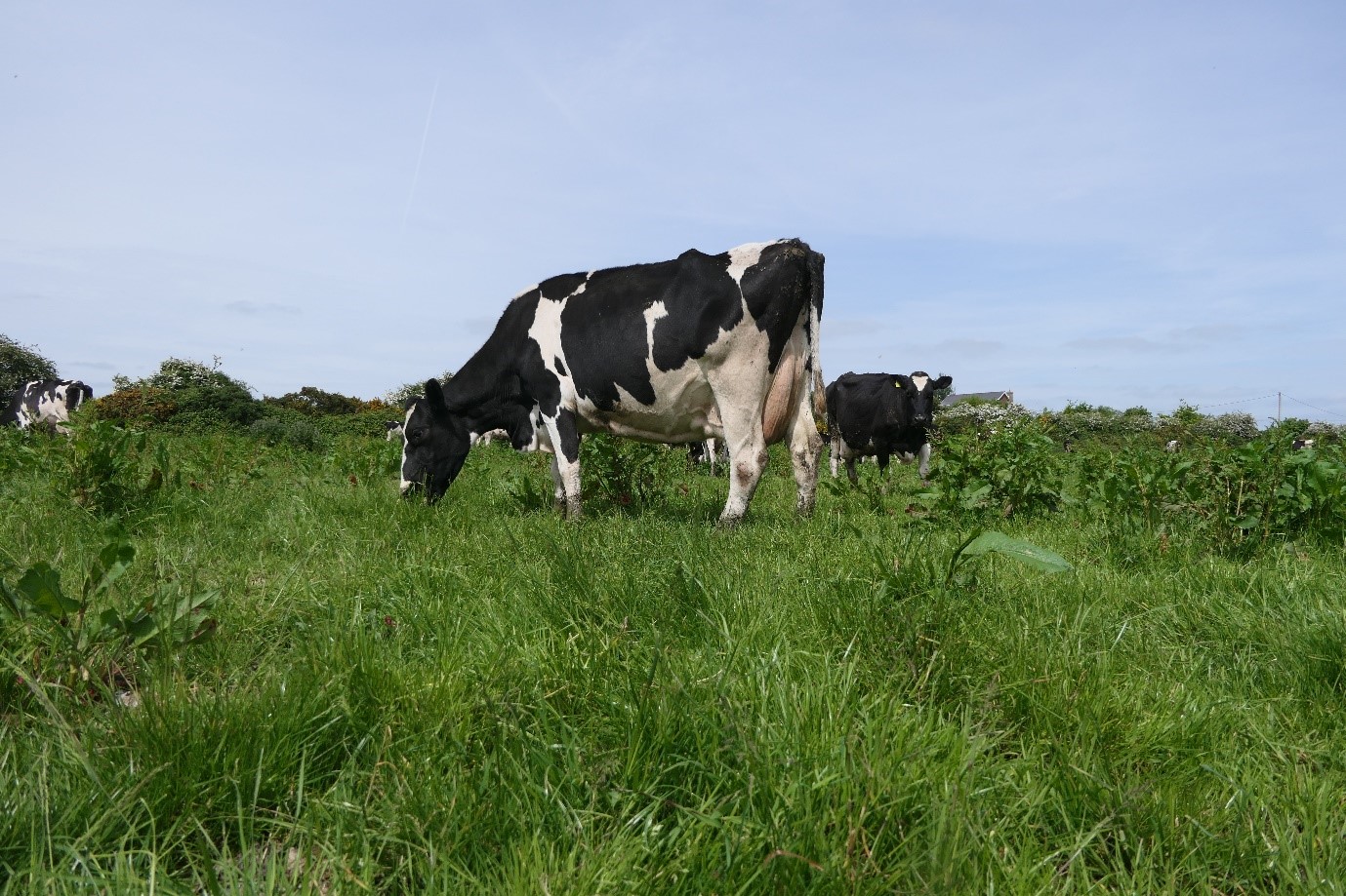 Gallrua Margaret 22 EX 91