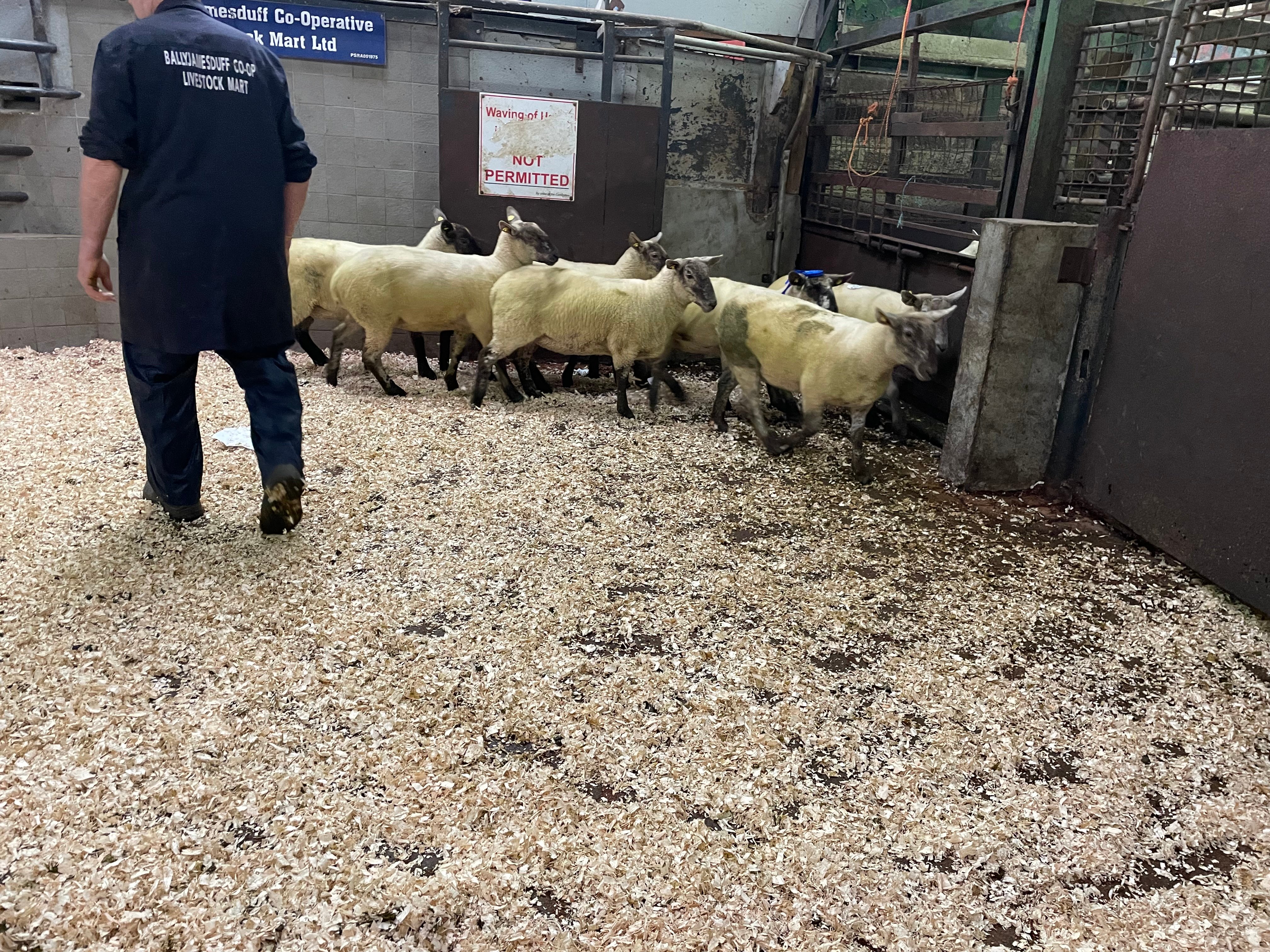 These 7 hoggets sold for €220/head