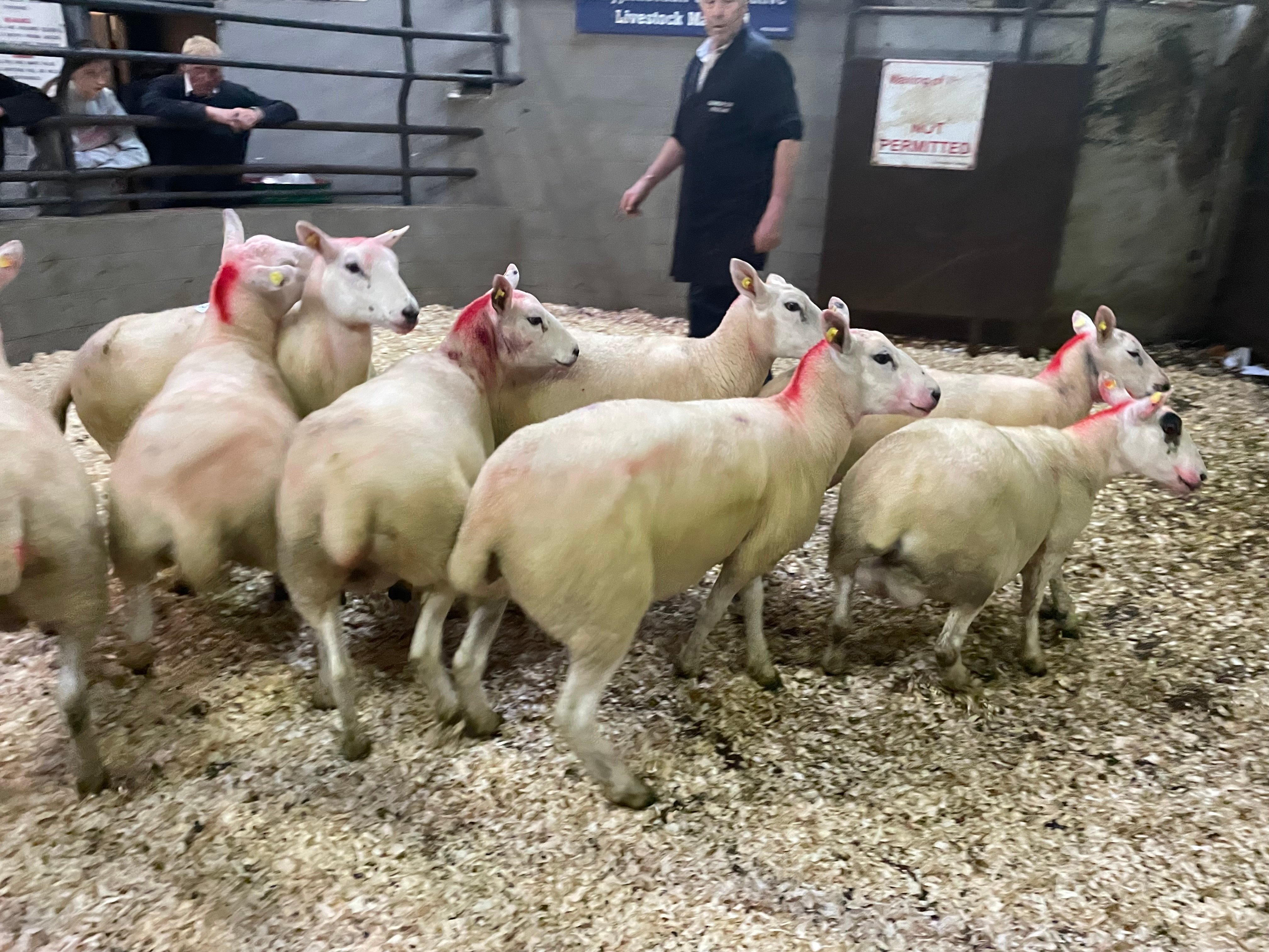 These 8 Belclare-Texel-cross hoggets sold for €215/head