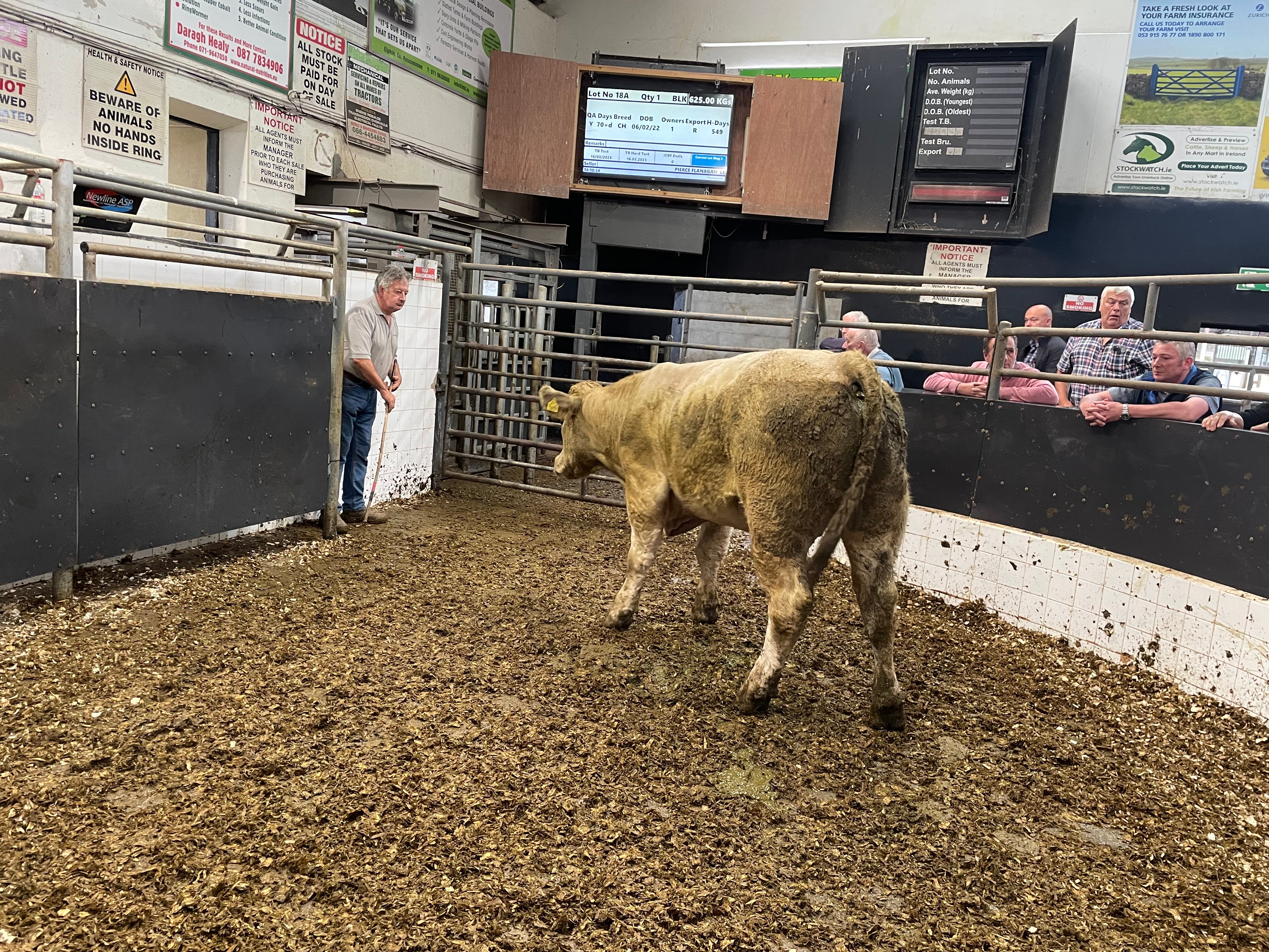 This 625kg Charolais bullock sold for €1,740 or €2.78/kg