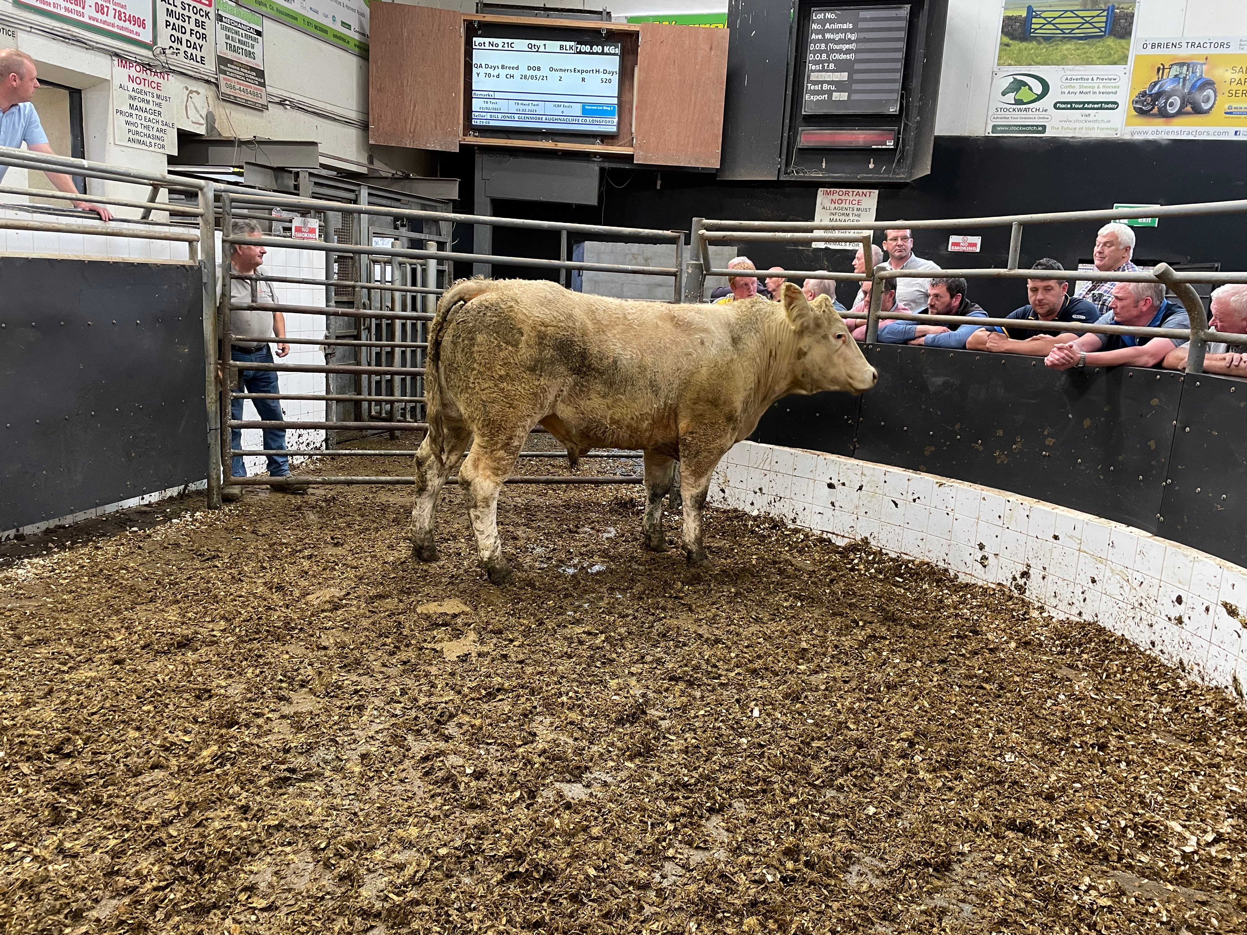 This 700kg Charolais bullock sold for €2,210 or €3.16/kg