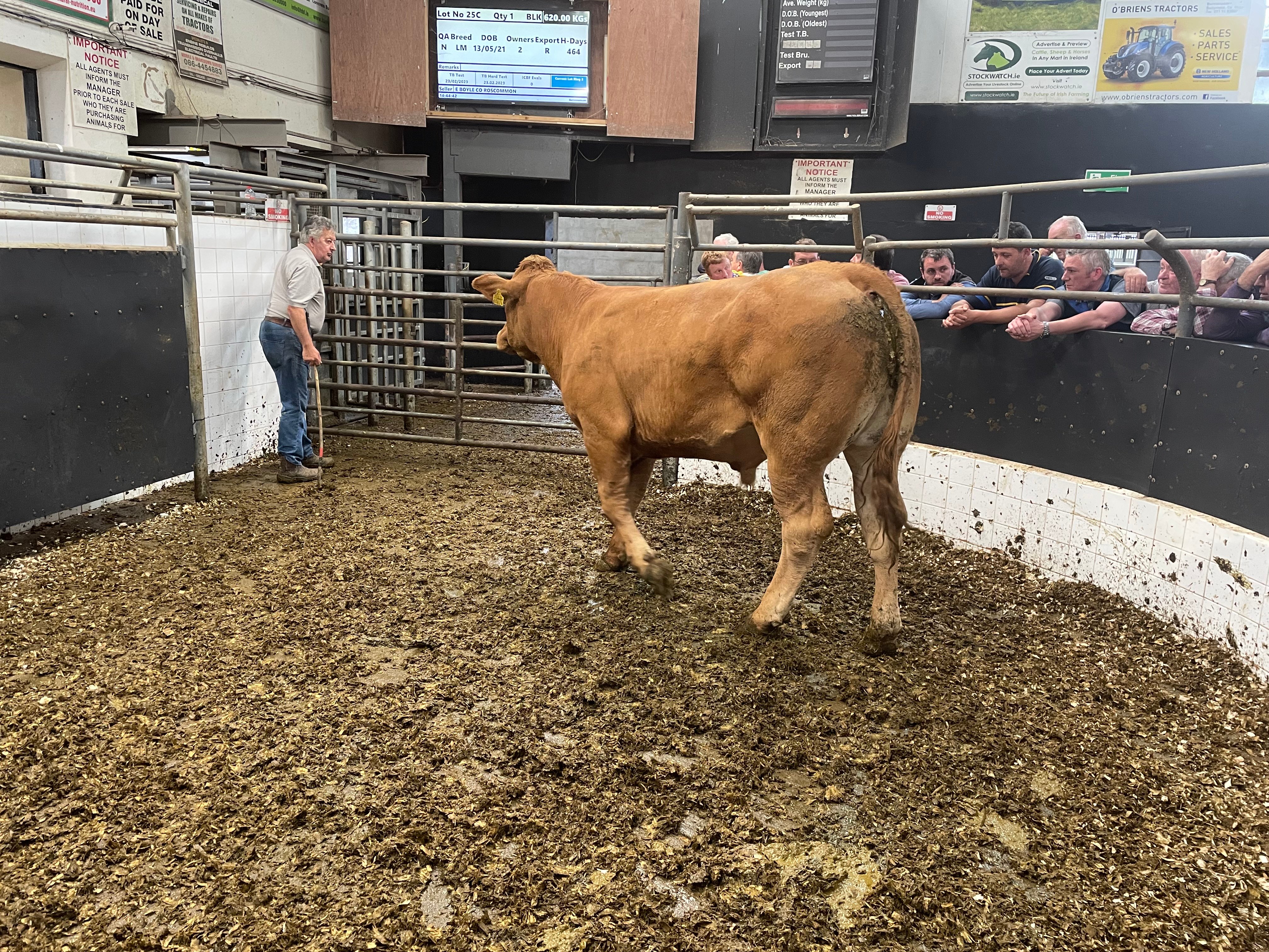 This 620kg Limousin bullock sold for €1,760 or €2.84/kg