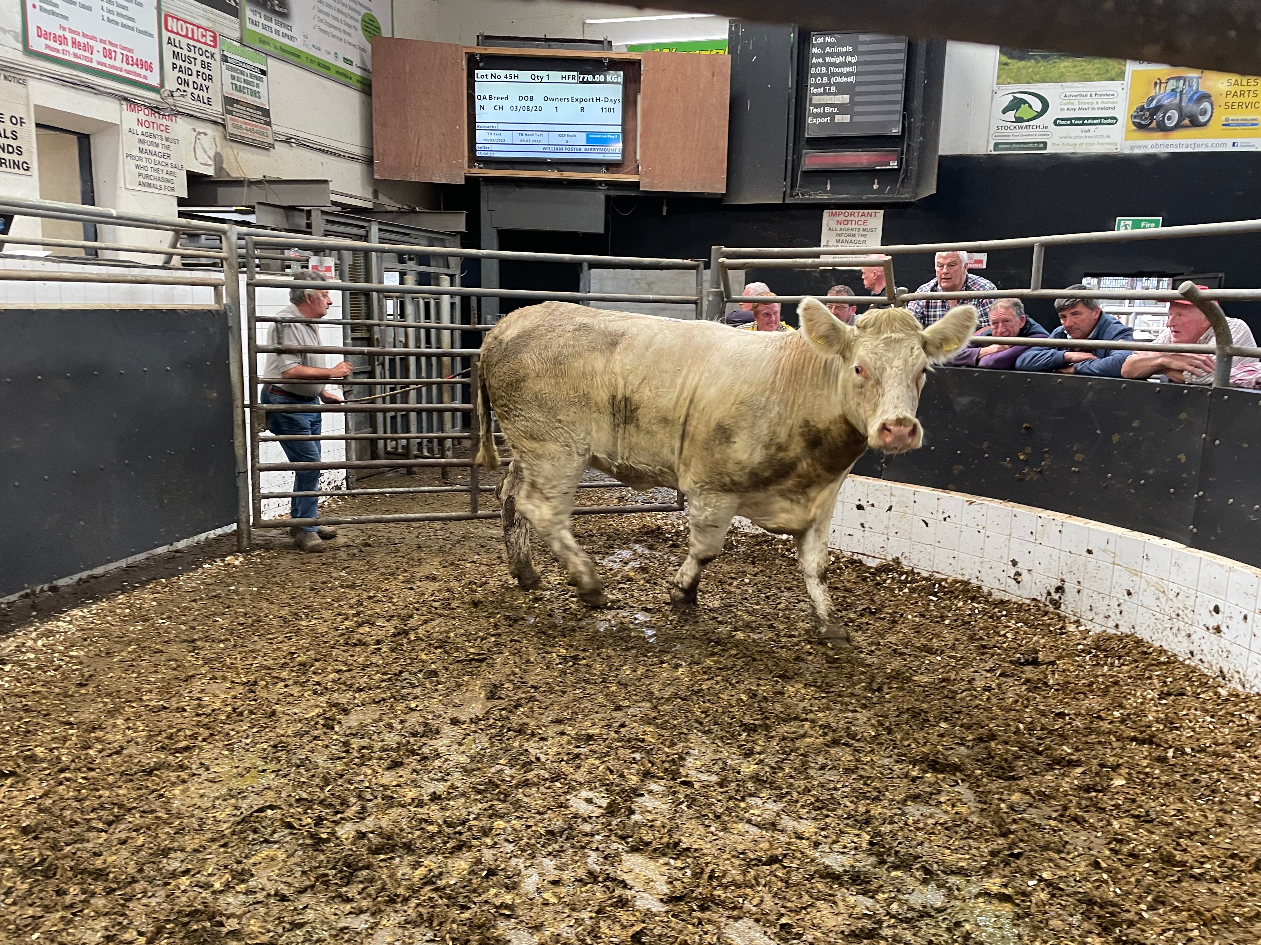 This 770kg Charolais heifer sold for €1,950 or €2.53/kg