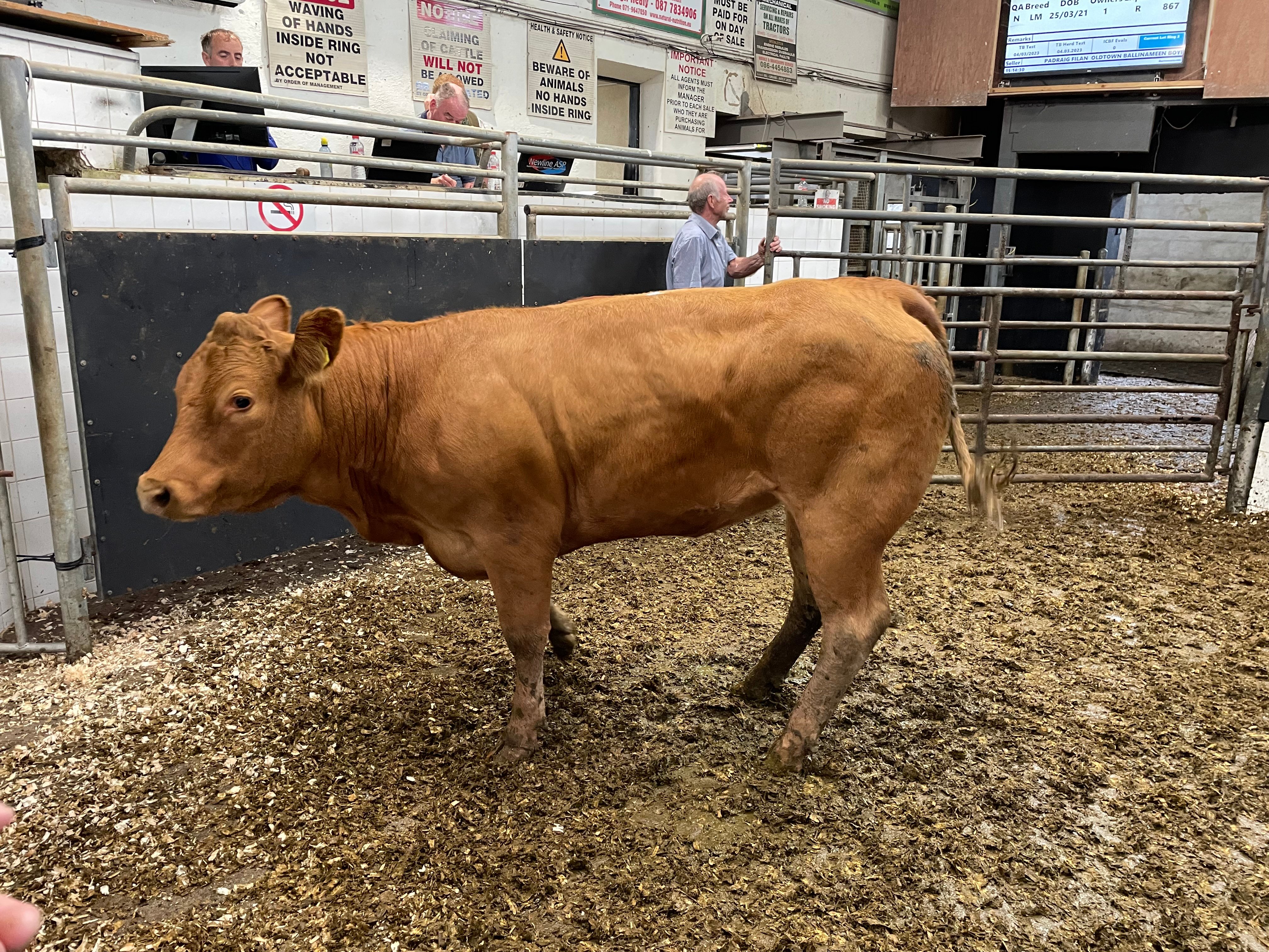 This 505kg Limousin heifer sold for €1,300 or €2.57/kg