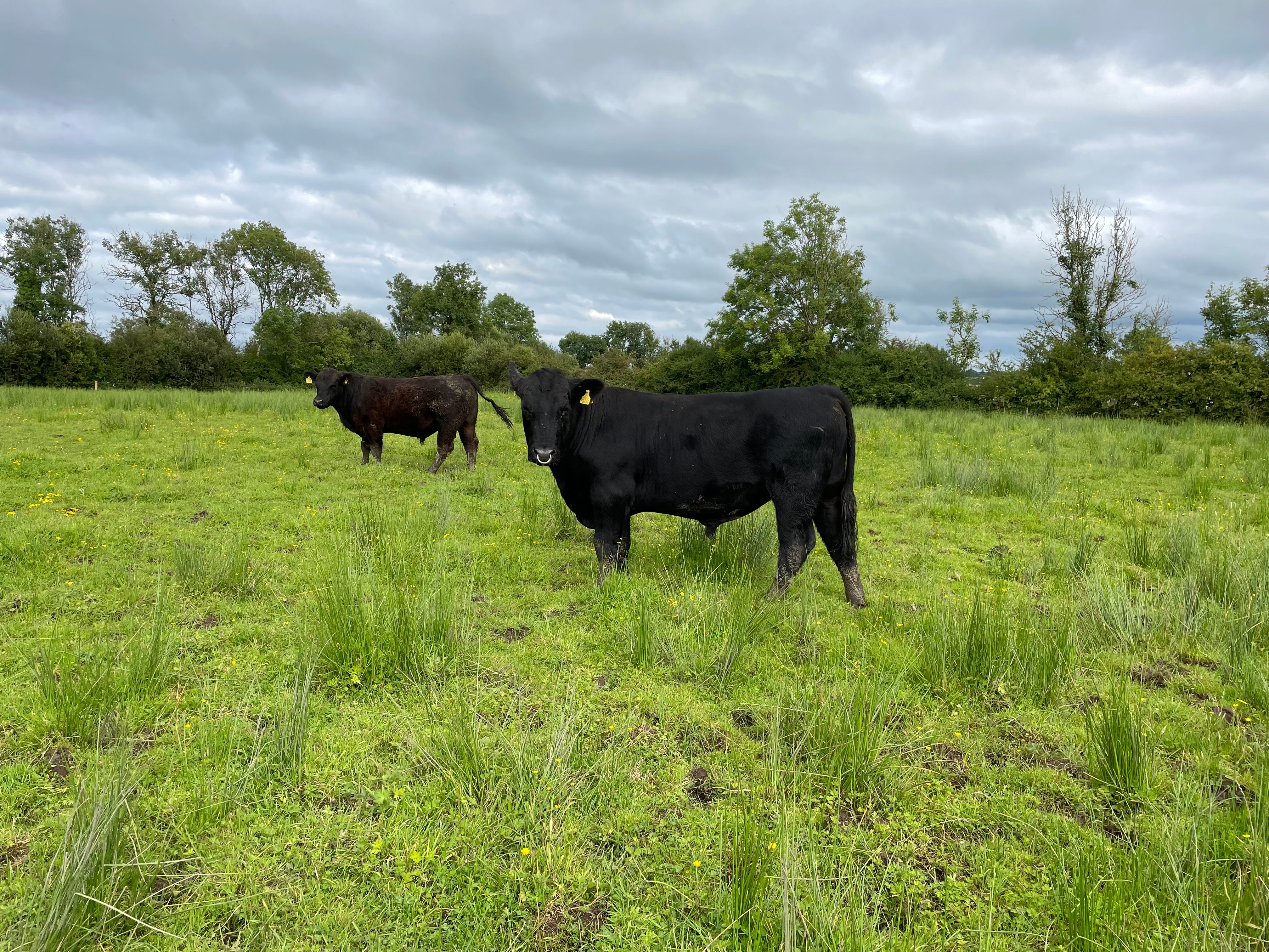 Lismacool-bred Angus bulls