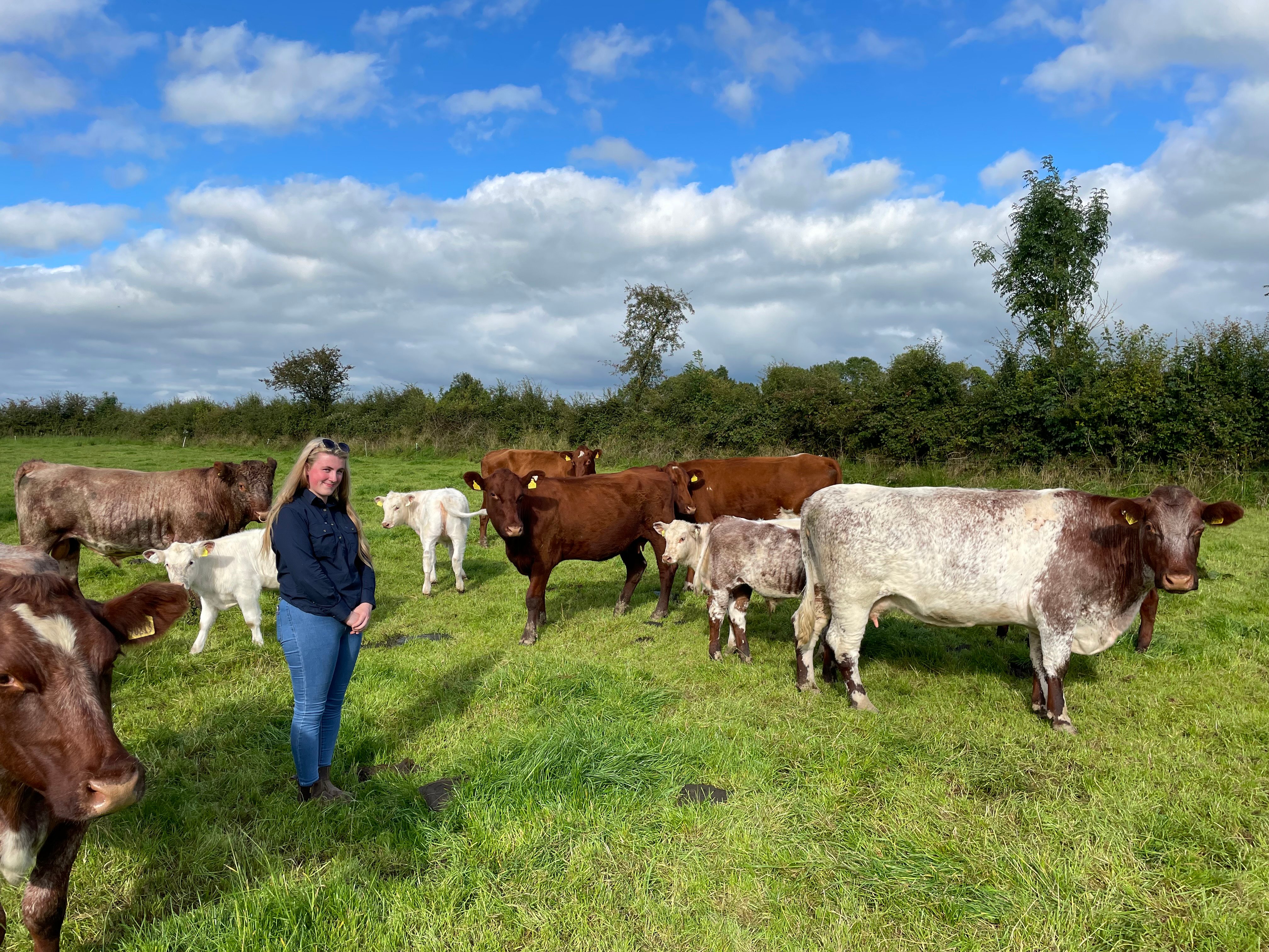 Some of the Shorthorn cattle in the Lismacool Herd