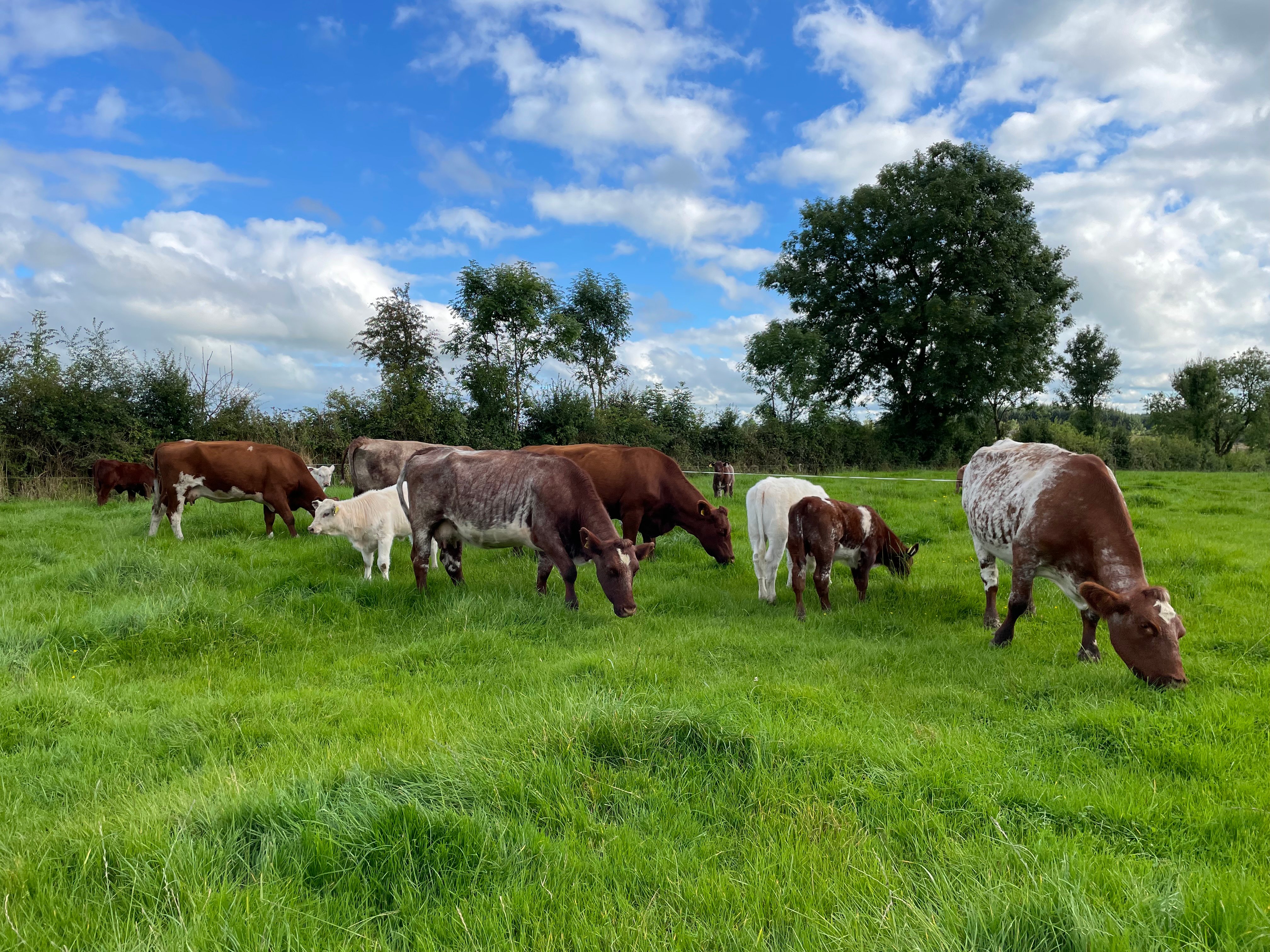 The Shorthorn Herd