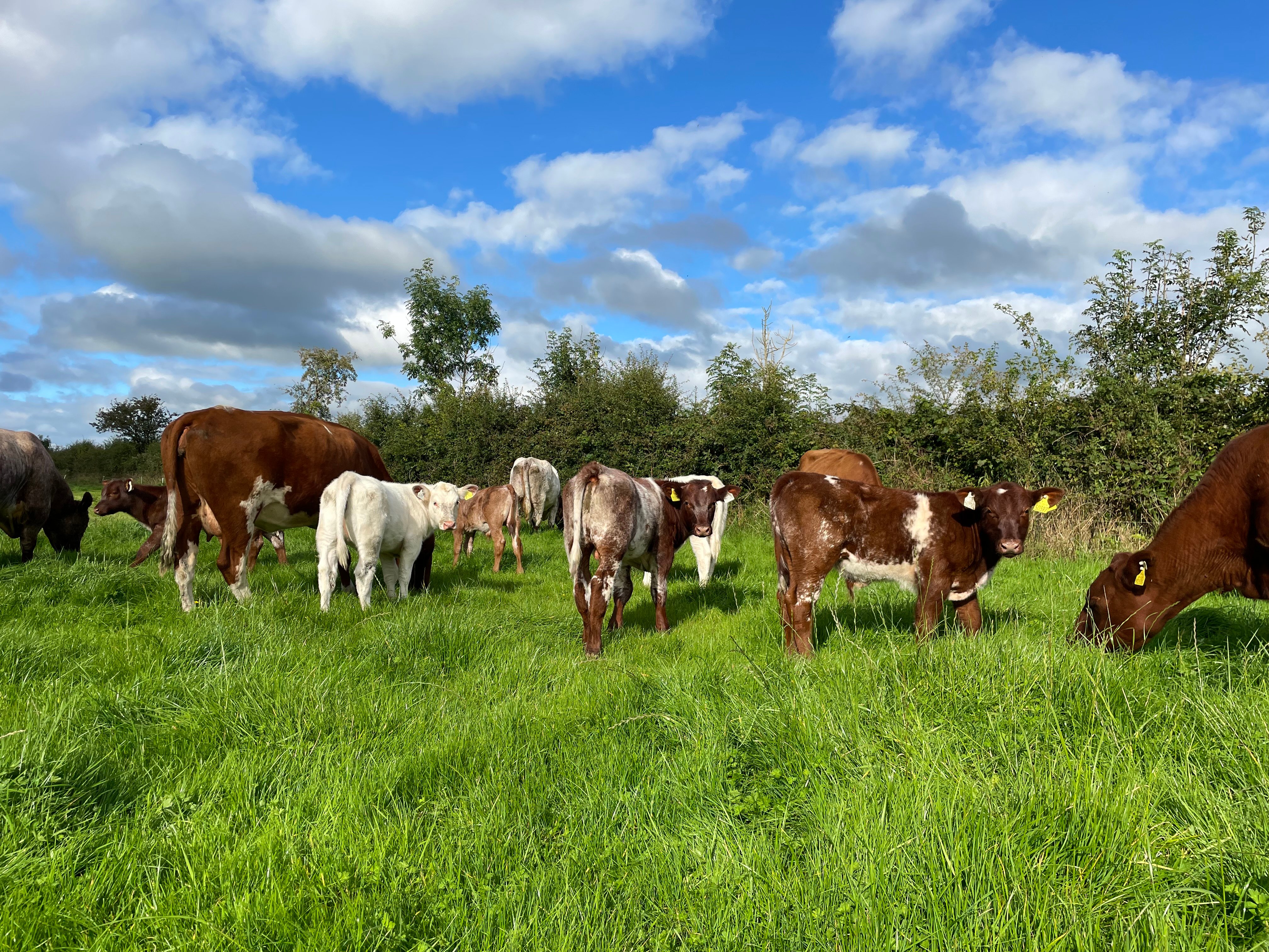 Pedigree Shorthorn calves enjoying the sunshine on the farm