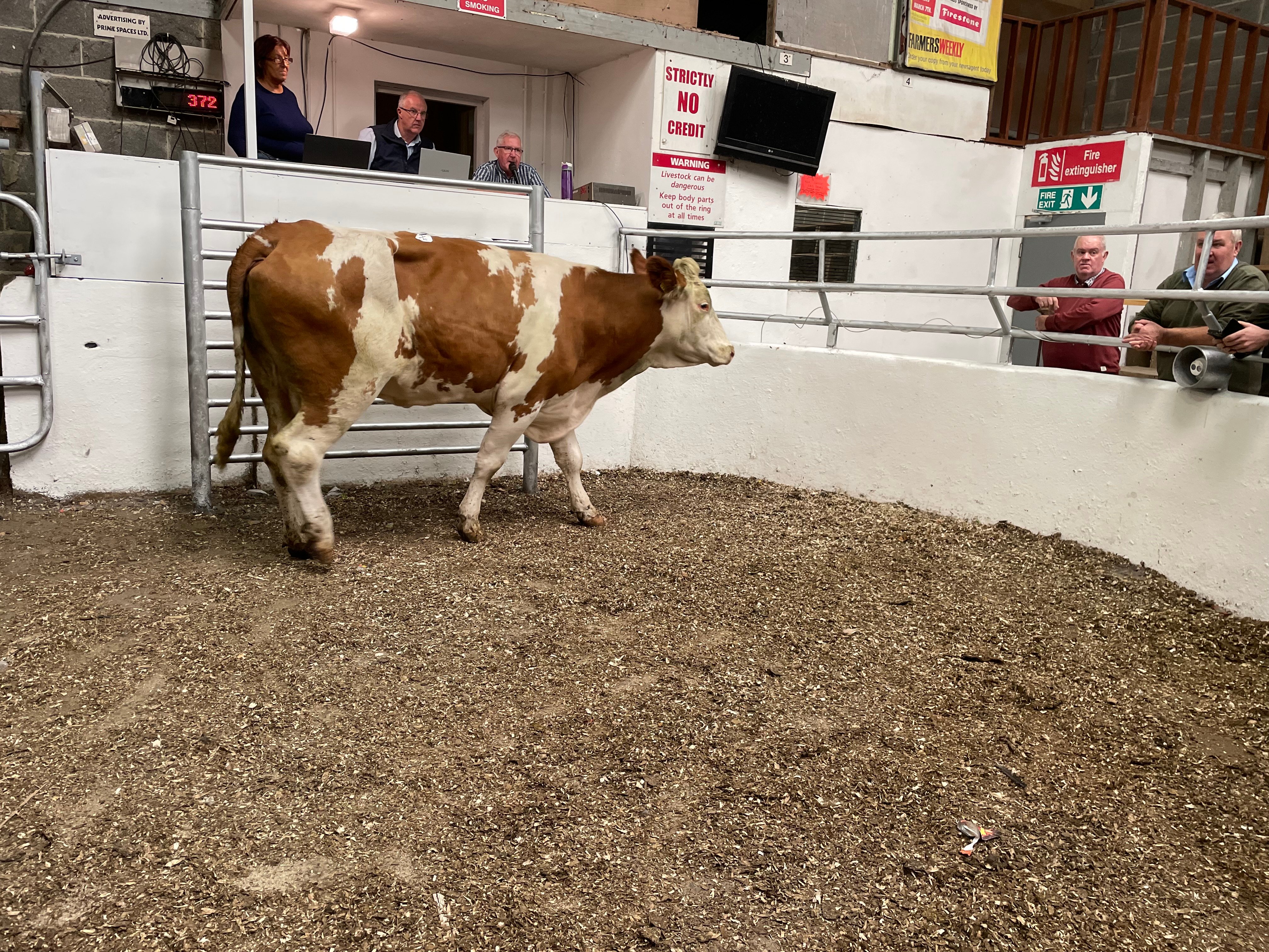 This 650kg imported Fleckvieh cow sold for €1,000