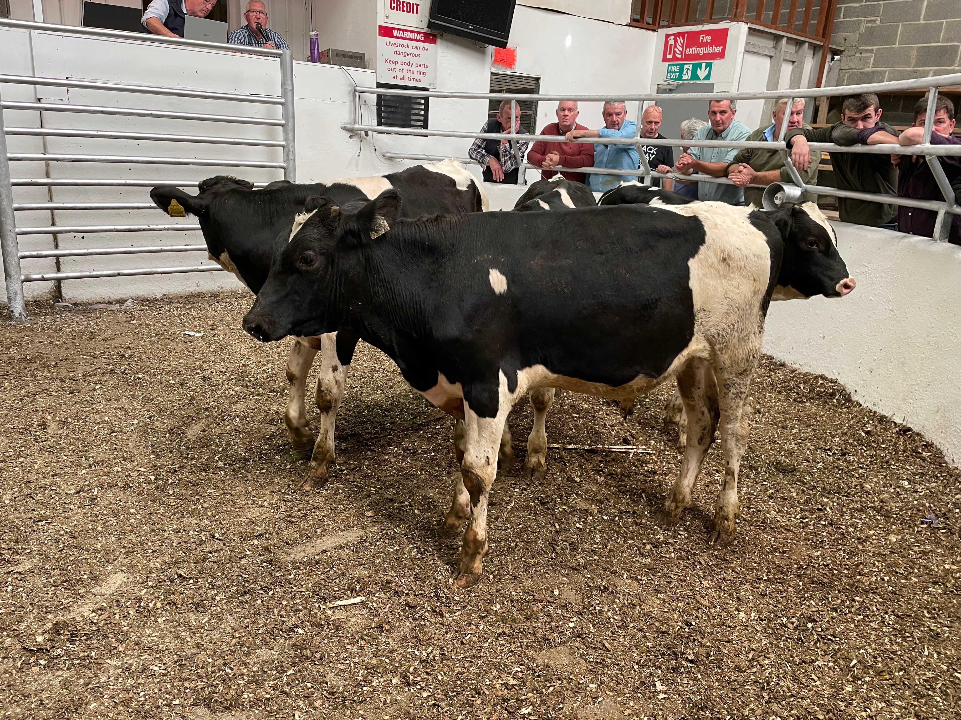 These 4 February 2023 born Friesian bulls sold for €335