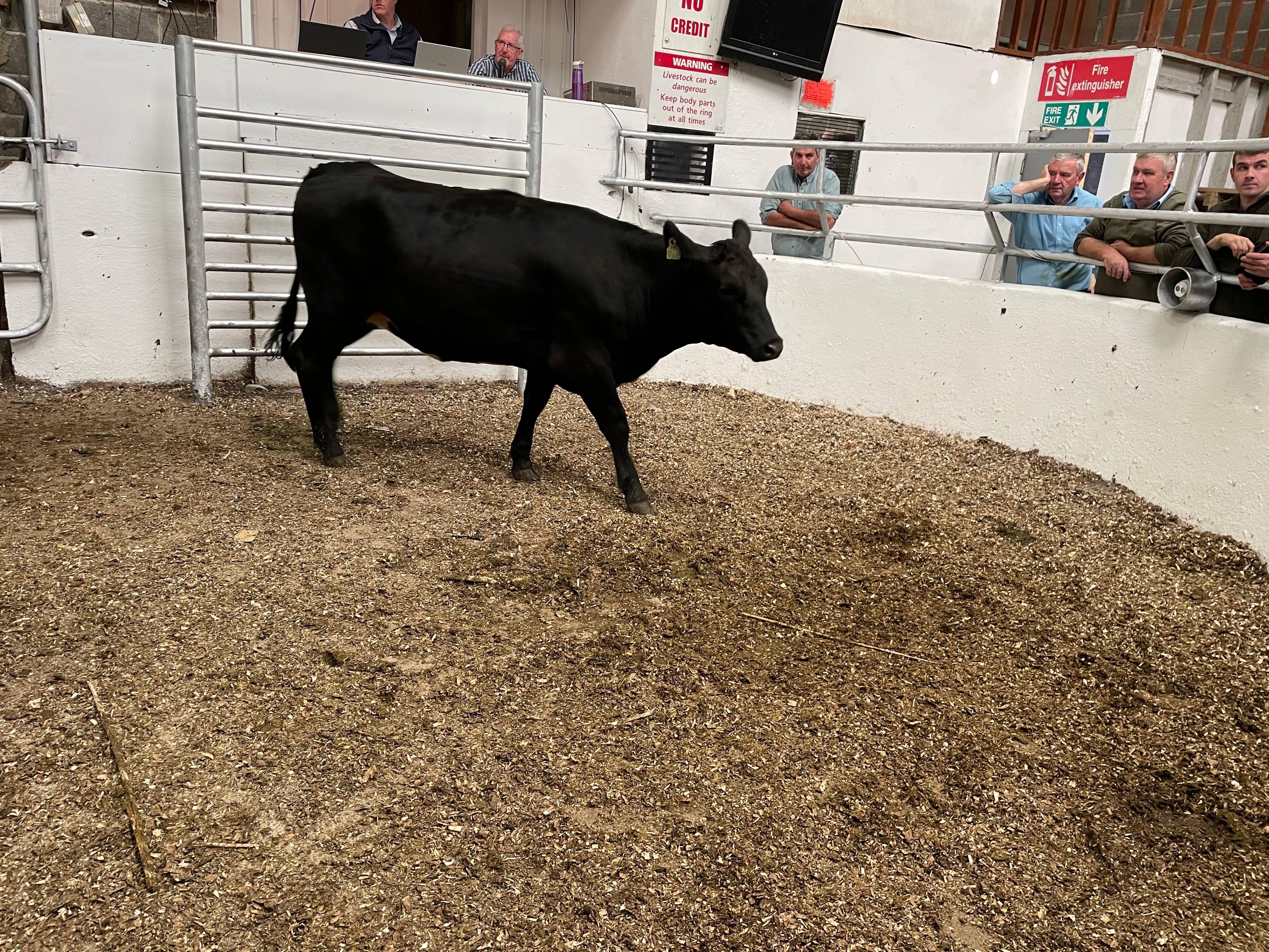 This 320kg Angus heifer sold for €680