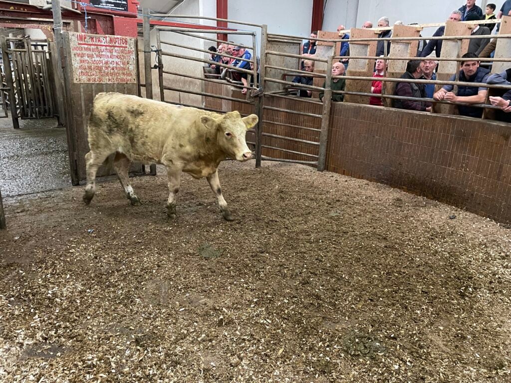 This 356kg Charolais heifer sold for €1,250