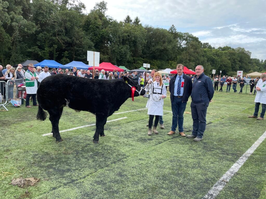 Univet Ireland and Virginia Show Commercial Heifer Champion