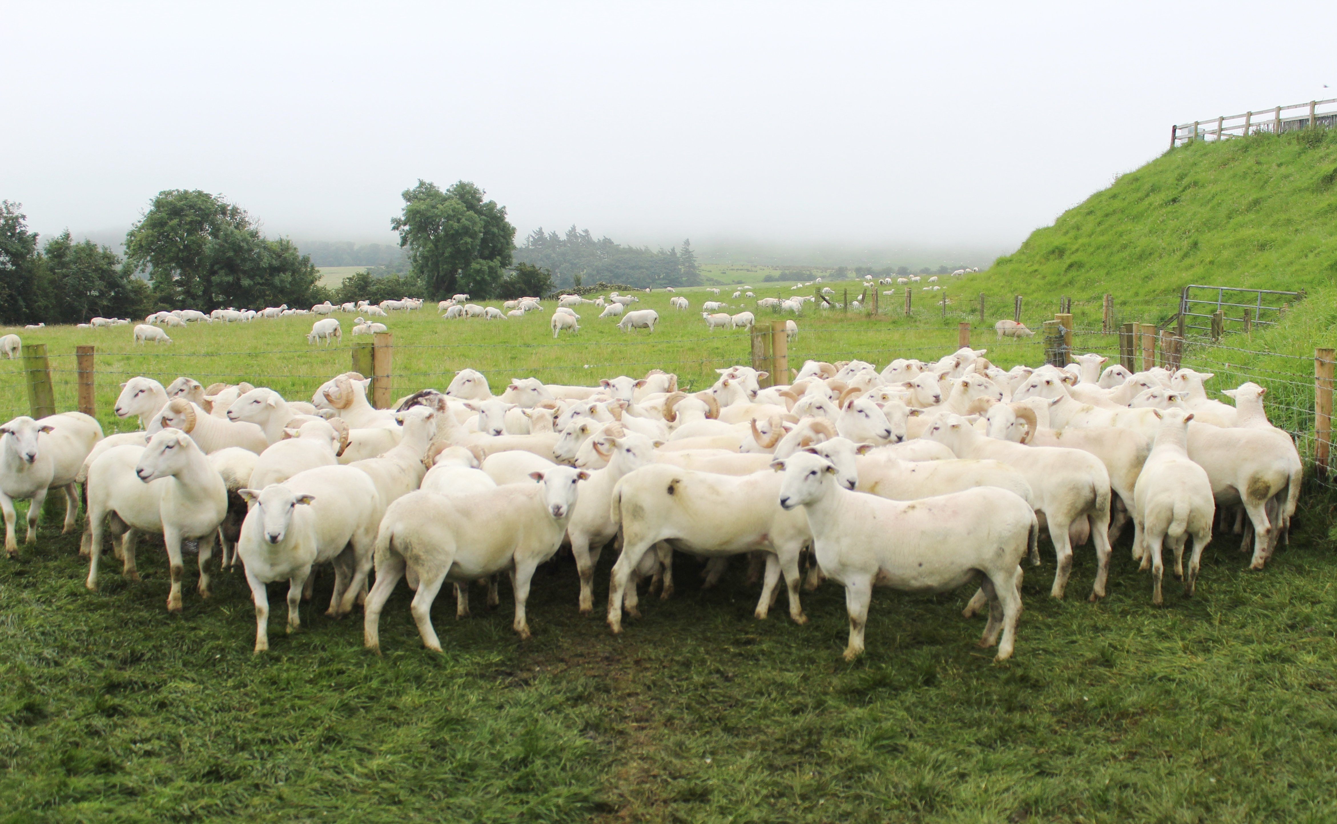 A group of EasyCare ewes