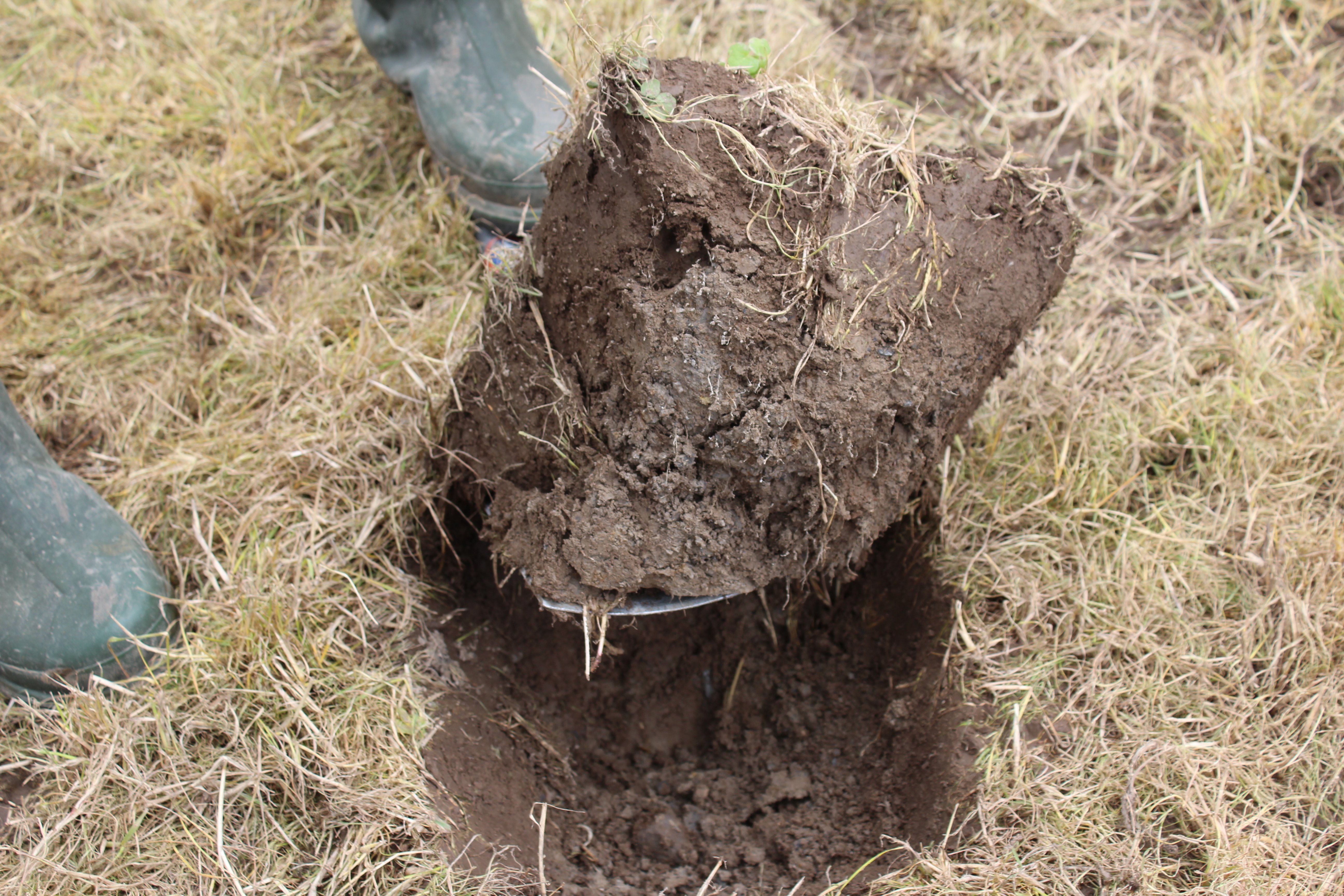 Assessing soil structure is strongly advised as part of a grassland reseeding programme