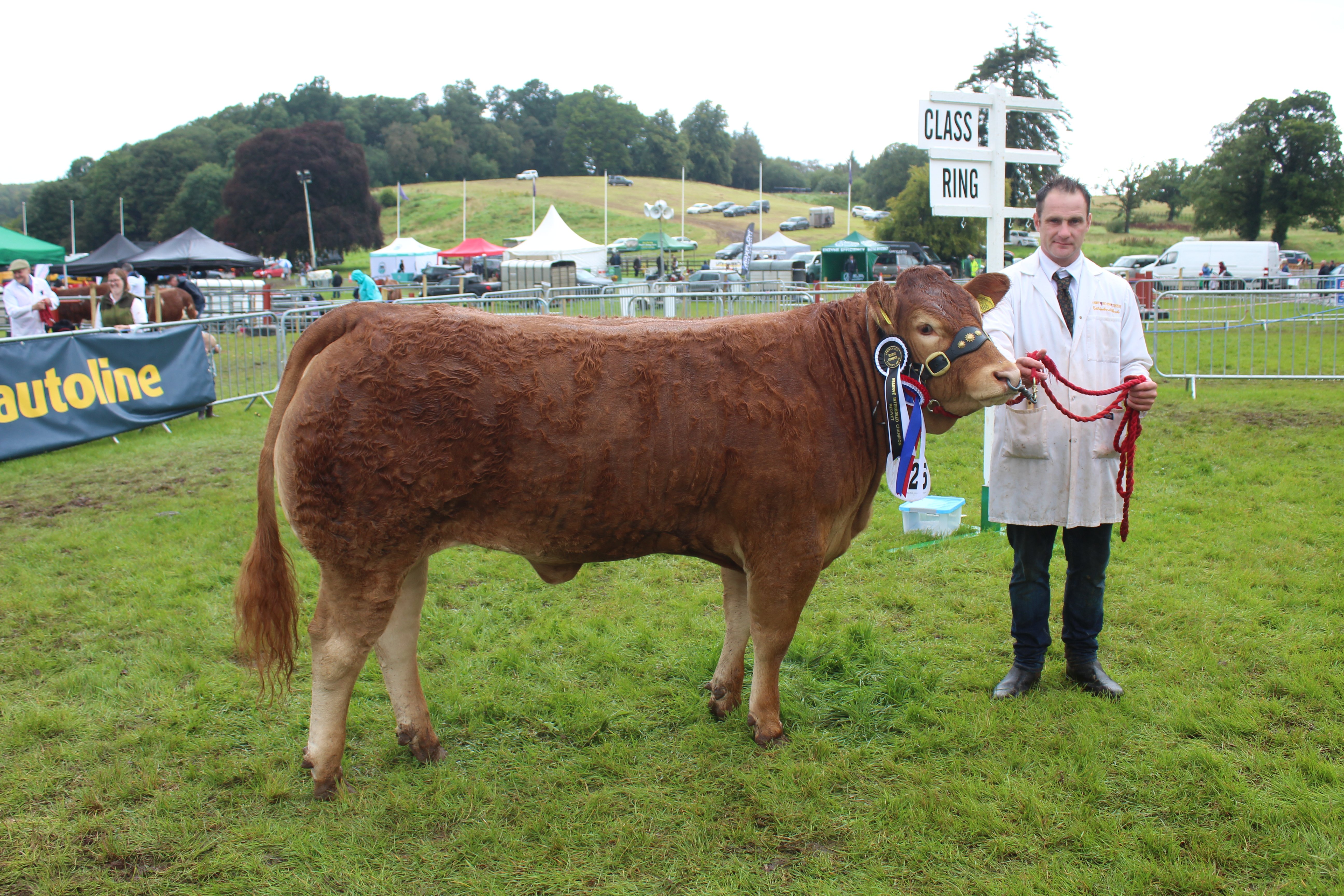 The reserve beef inter-breed champion at Fermanagh Show 2023