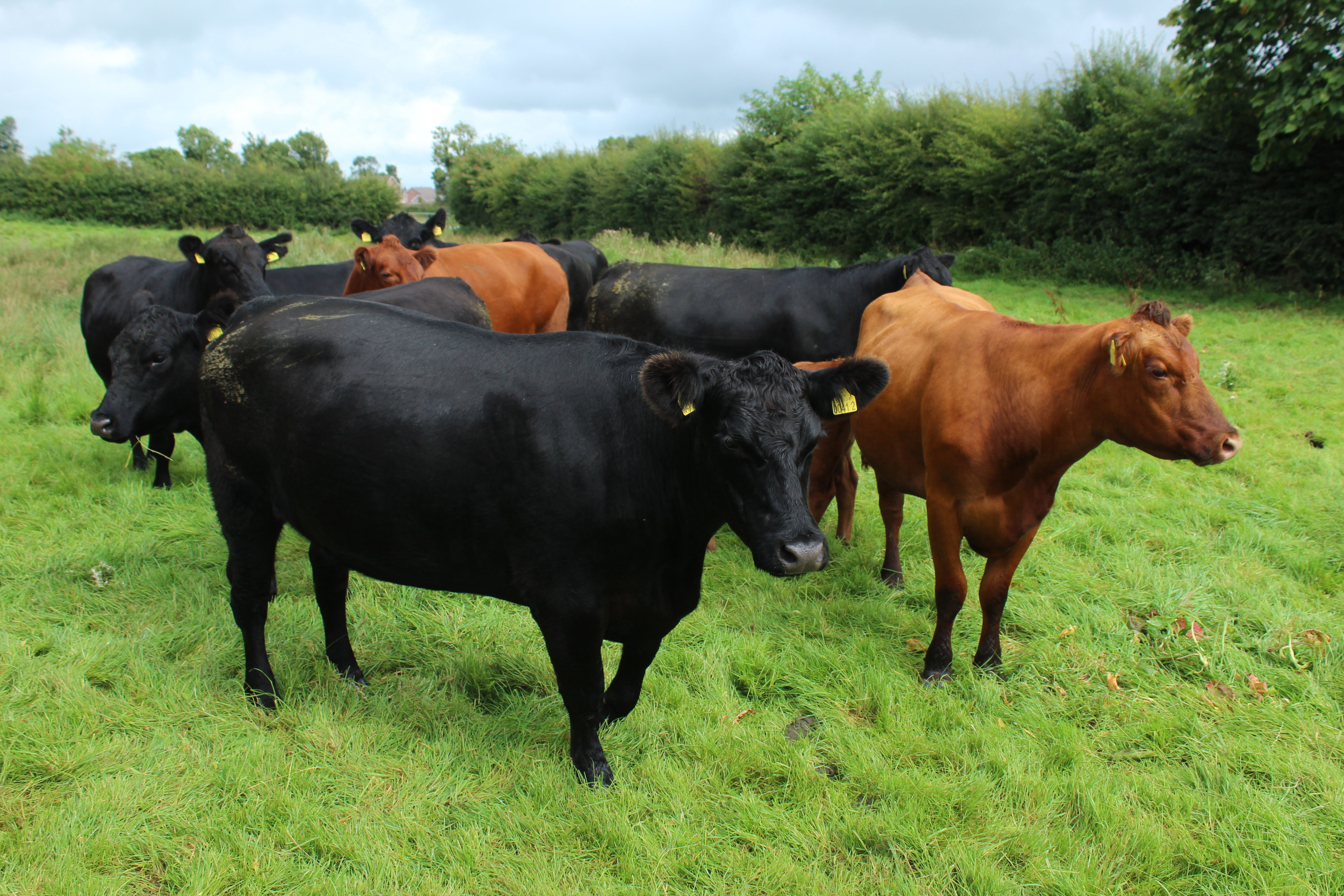 Red and black pedigree Aberdeen Angus heifers grazing on the farm of Ian Browne