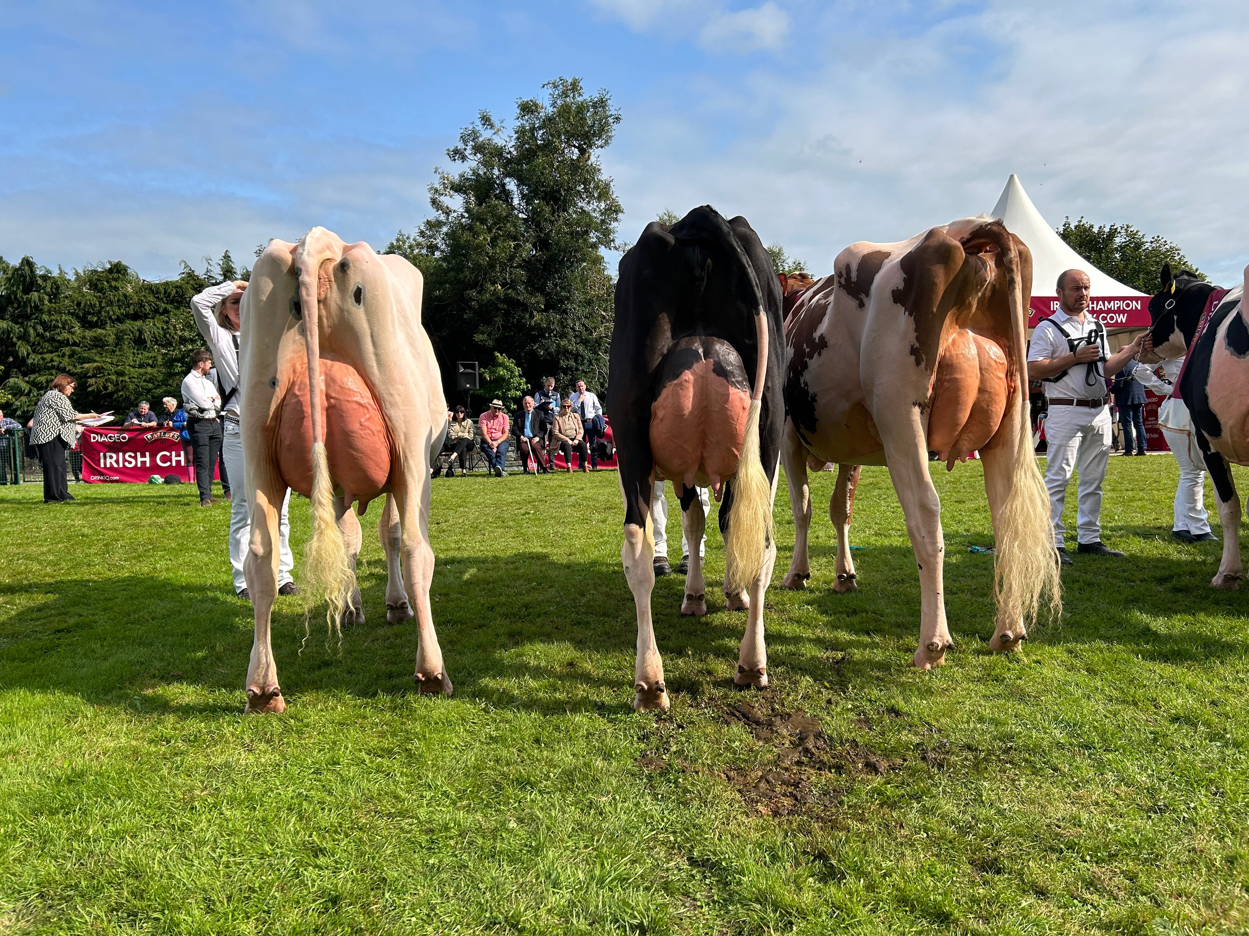 Heifer in-milk winning line-up