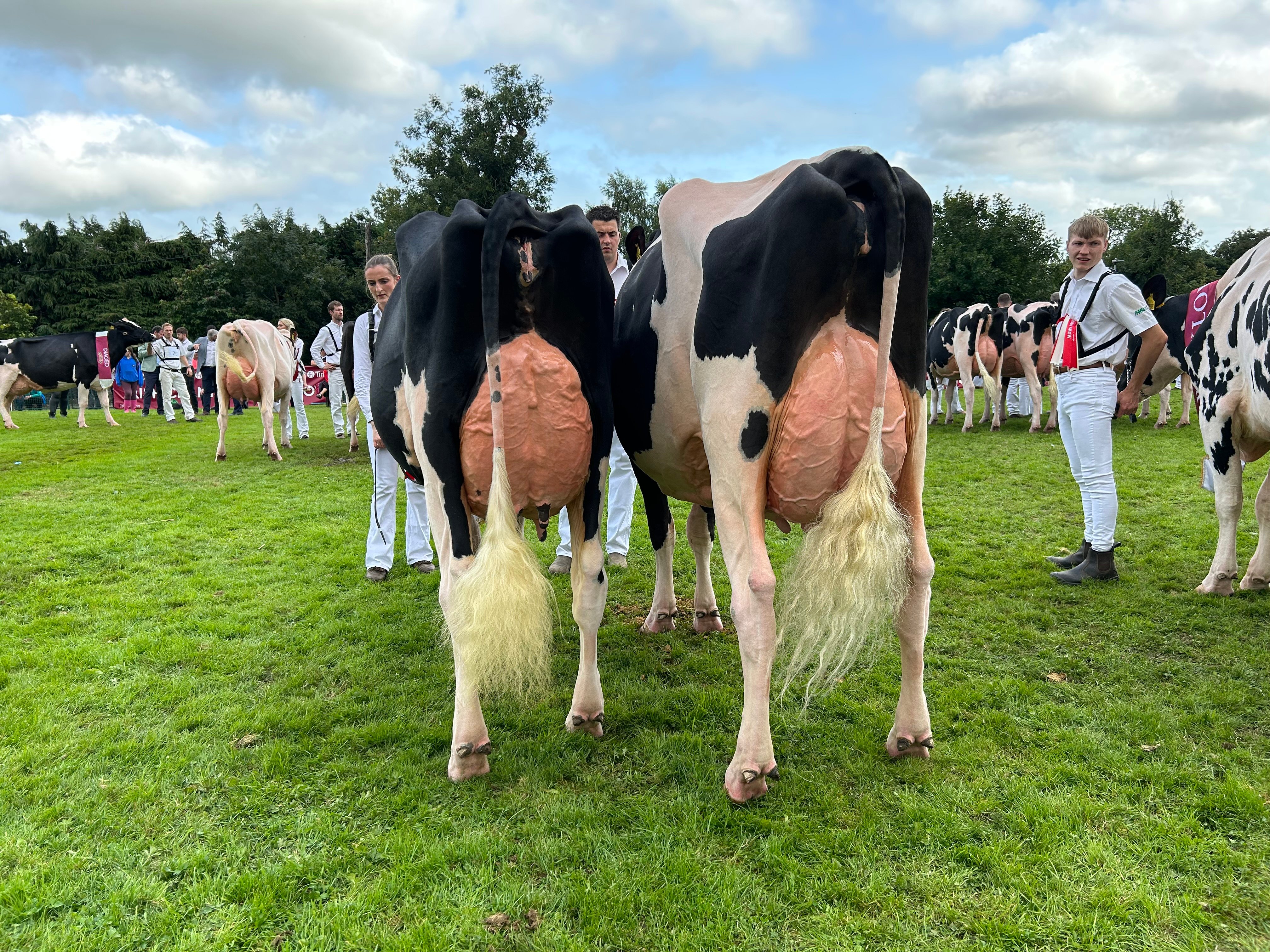Junior winning line-up udders