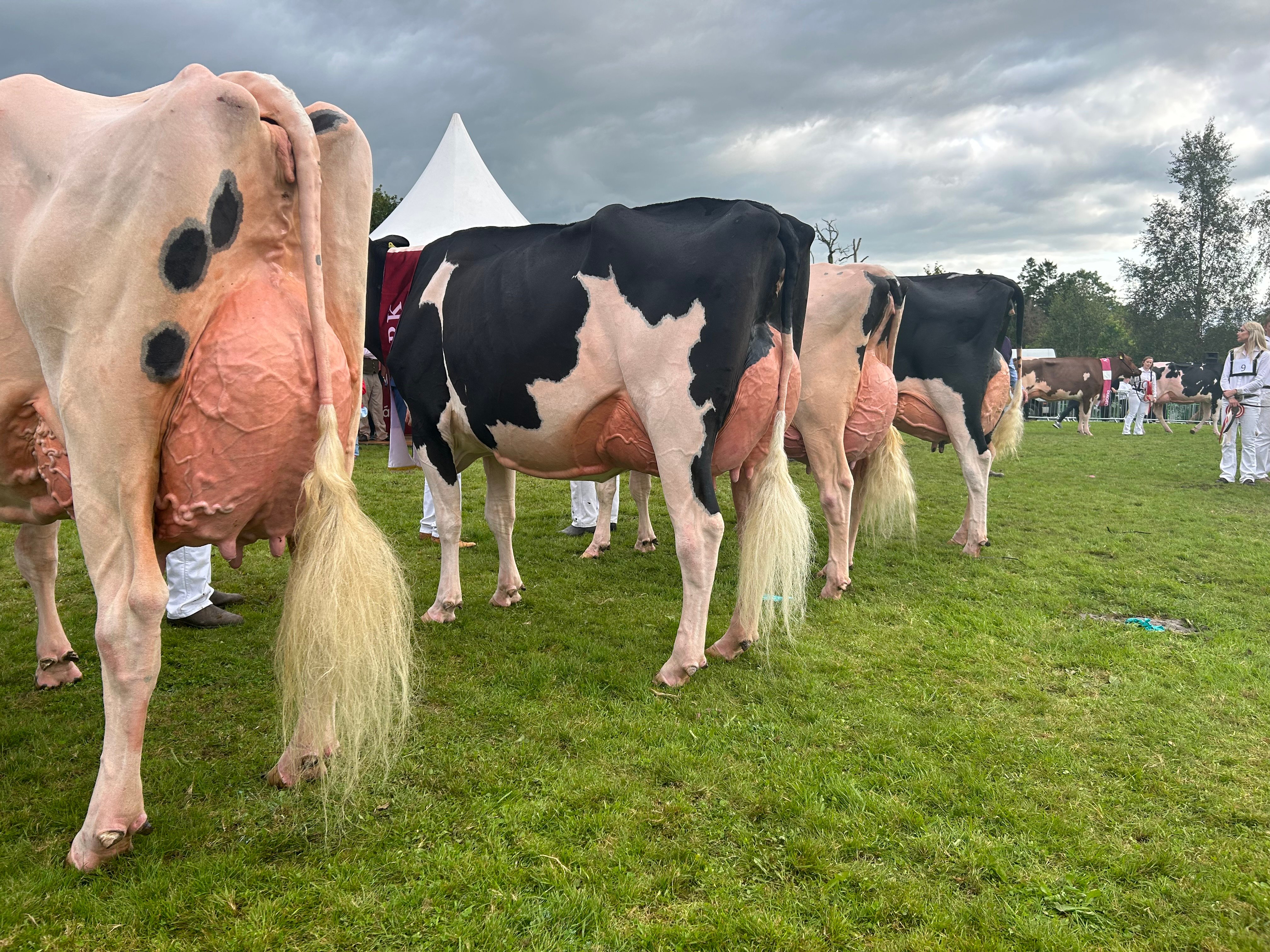 Winning line-up udders