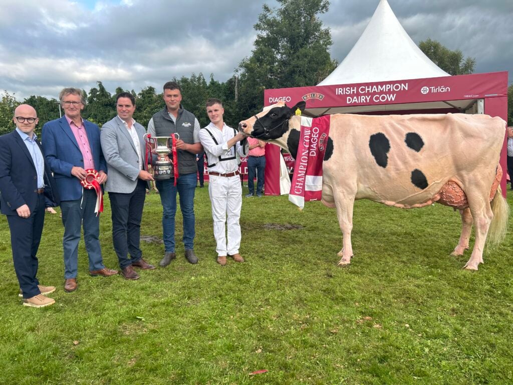 Lumville M Danoise EX95