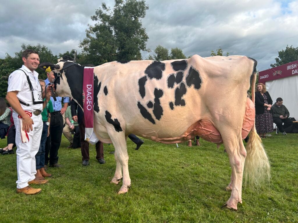 Hilltara Undenied Apple VG89