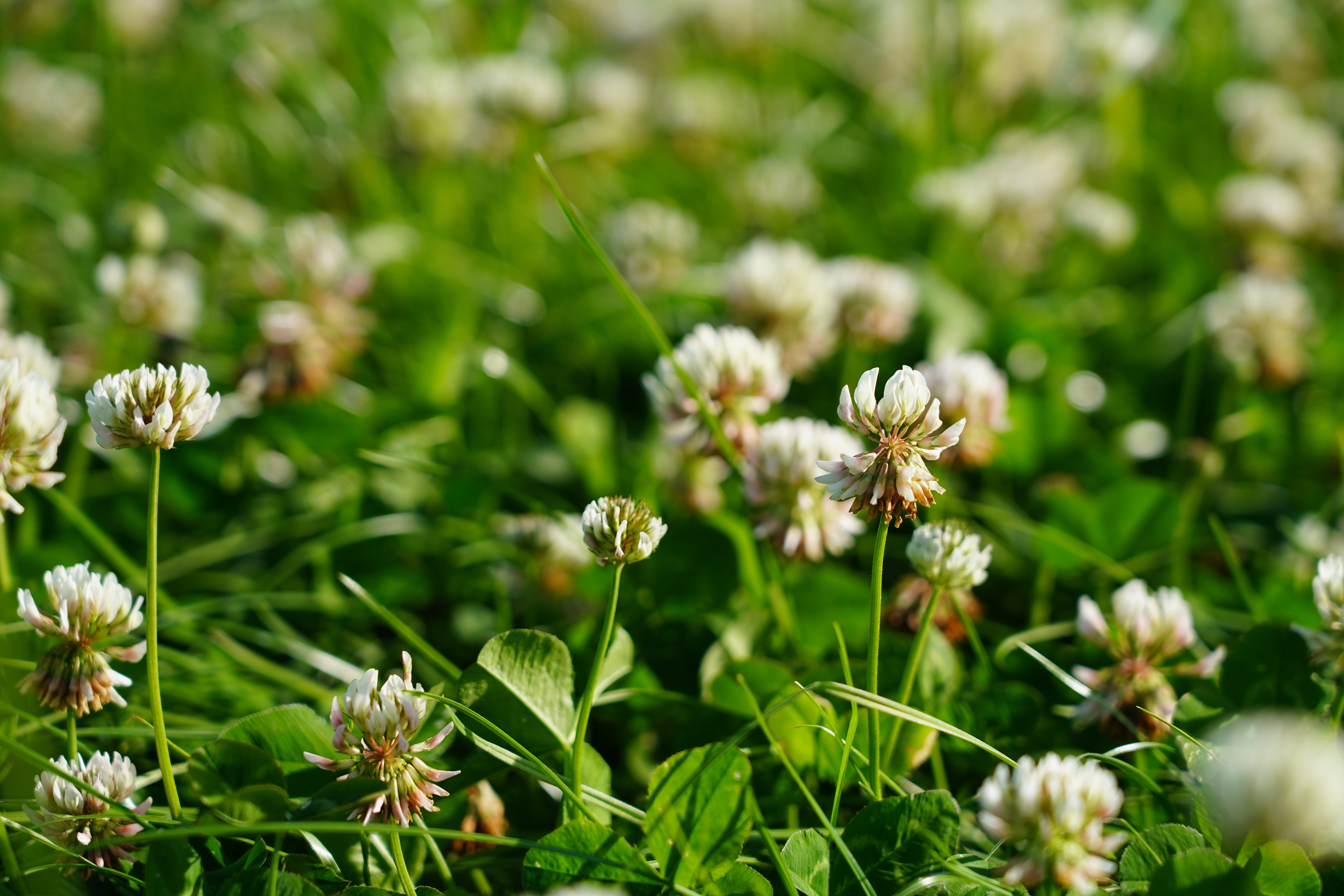 A recent Teagasc study at Johnstown Castle showed that liming an acidic soil (pH&lt;5.5) alone increased the soil P by approximately 6mg/L