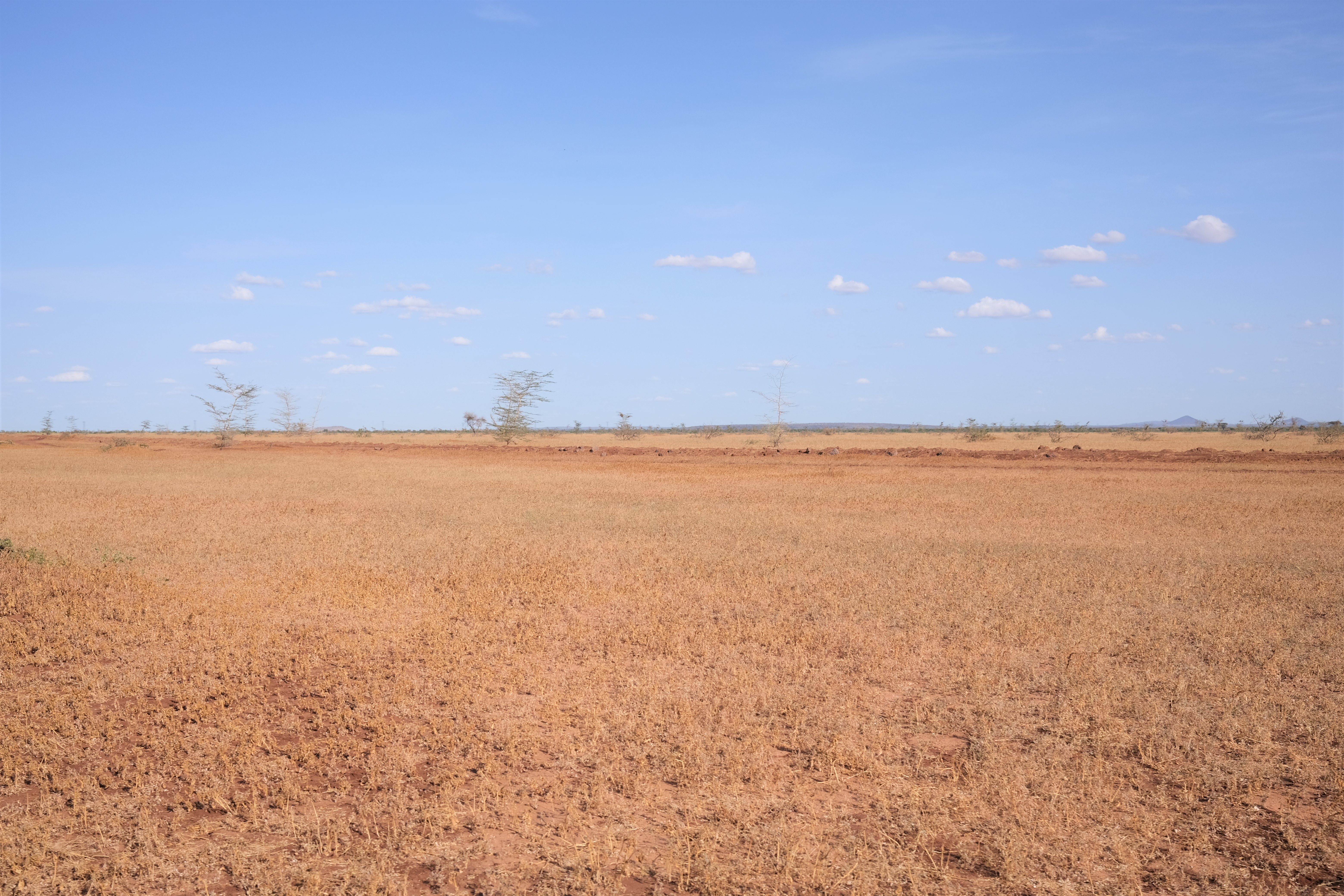 Drought affected landscape on the road leading out of Ngurnit in Laisamis, Marsabit county, northern Kenya. Source: Katie Cox/Christian Aid