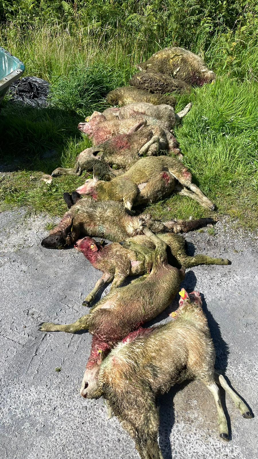 The lambs that were killed during the dog attack Image: Tomás O'Leary