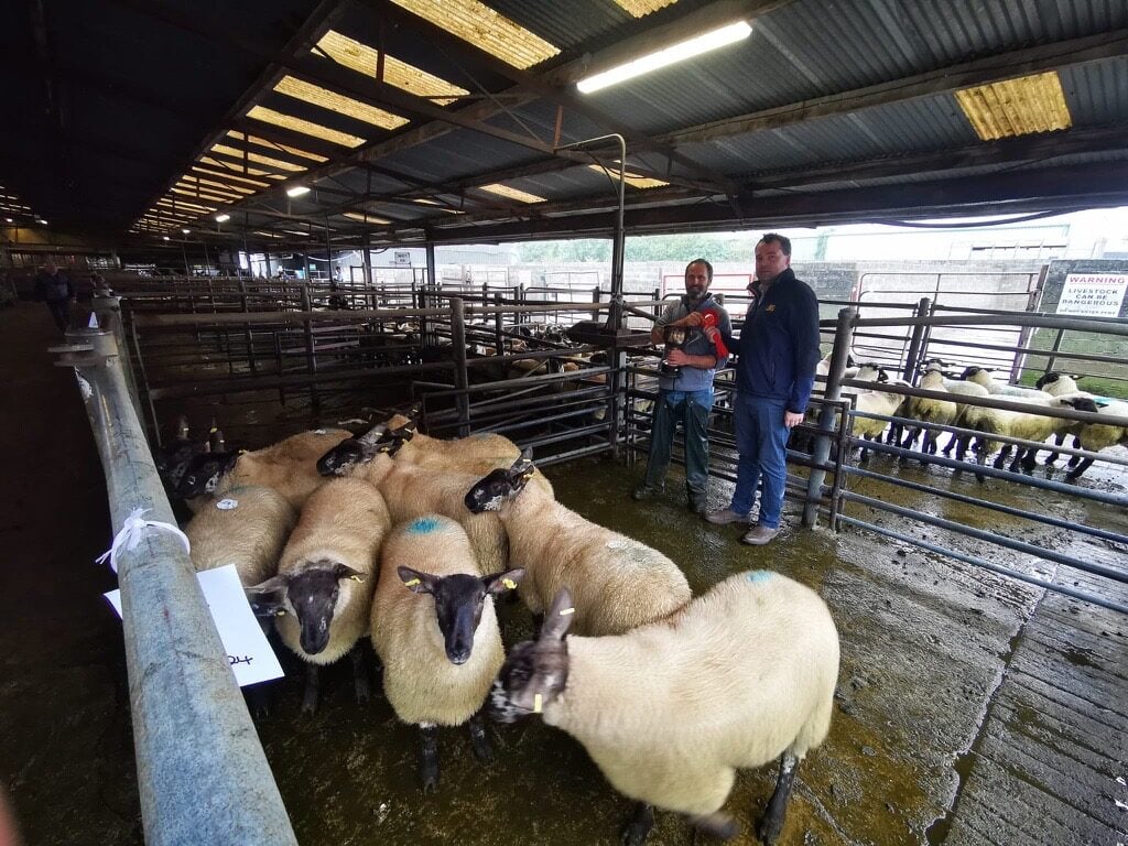 David Warren of Brophy Agri presenting the cup for the 1st prize ewe lambs to Peter Burke Source: Eric Driver