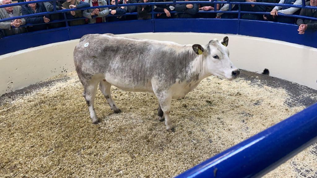 This Belgian Blue-Charolais-cross heifer in calf to EBY and due in November sold for €2,600