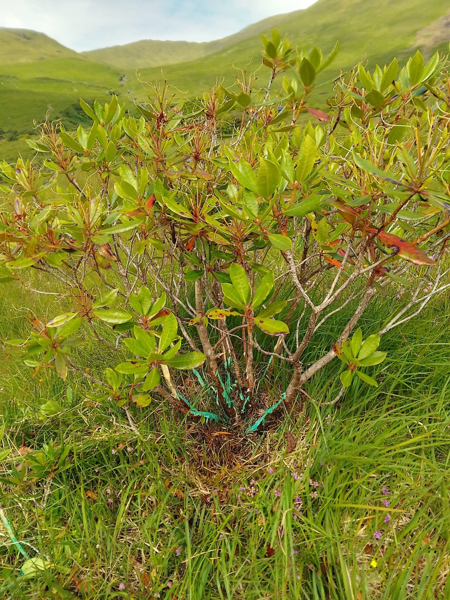 Rhododendron ponticum