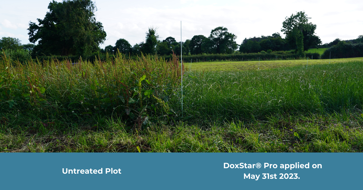 On May 31, last, Doxstar Pro was applied on site and within five weeks, as pictured above, its benefits were readily evident