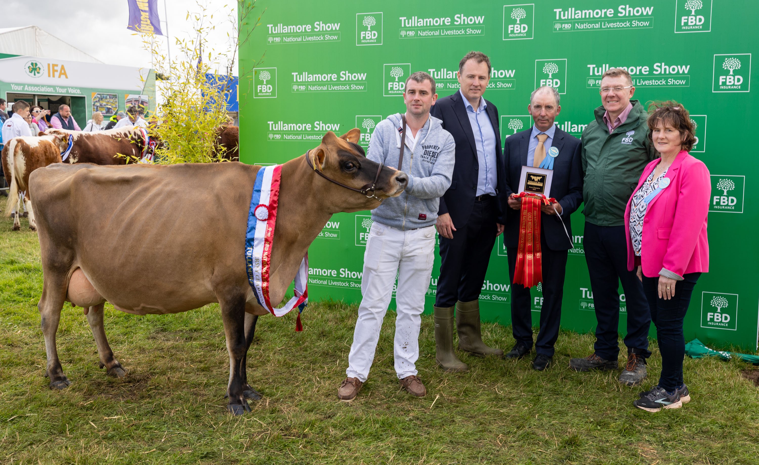 The champion Jersey cow owned and shown by Daniel Curtin from Listowel, Co. Kerry. Source: Alf Harvey