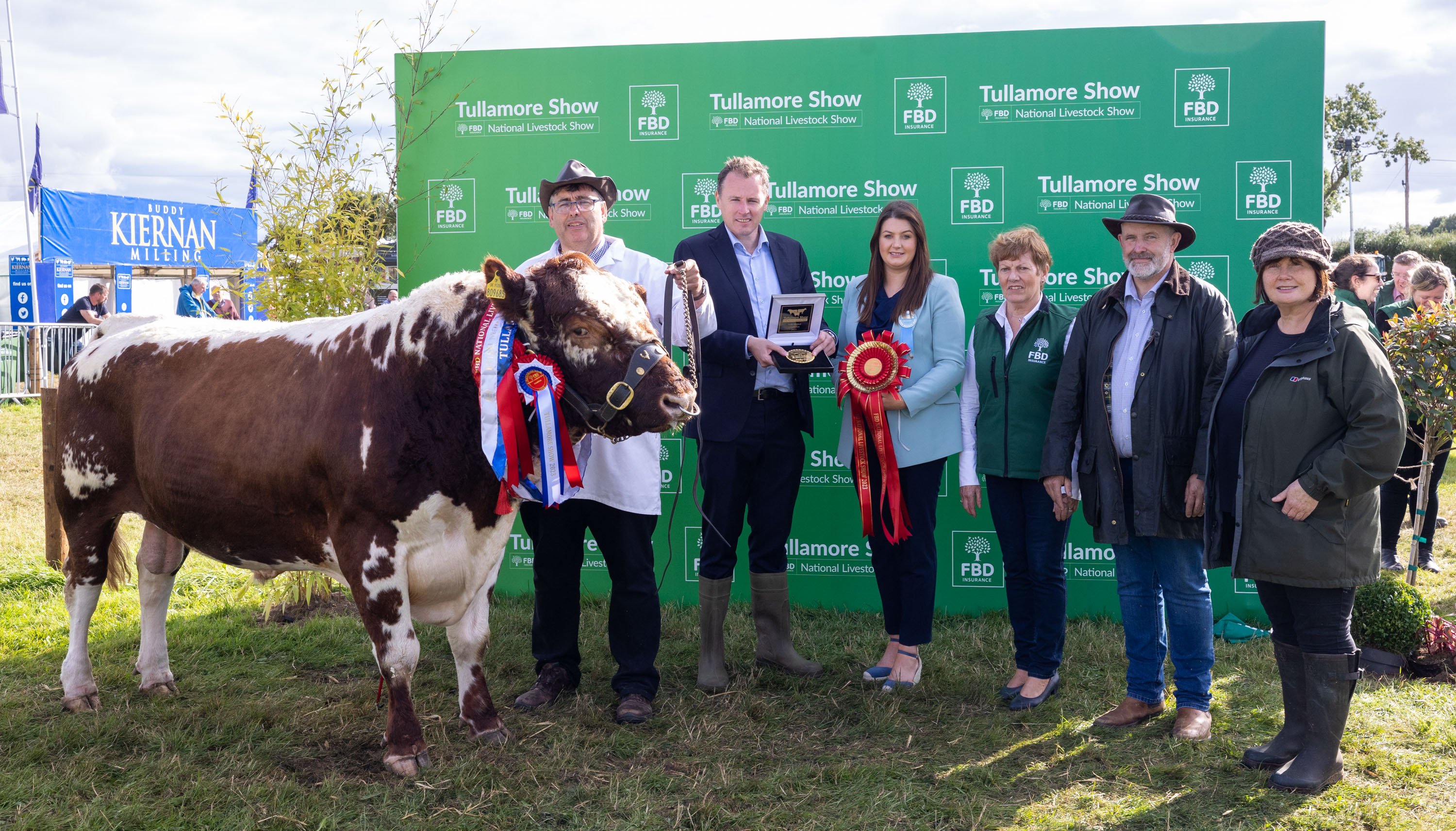 The champion Irish Moiled owned by Anthony and Claire Gilsenan from Killua Castle, Co. Westmeath and shown by Brian O’Kane. Source: Alf Harvey