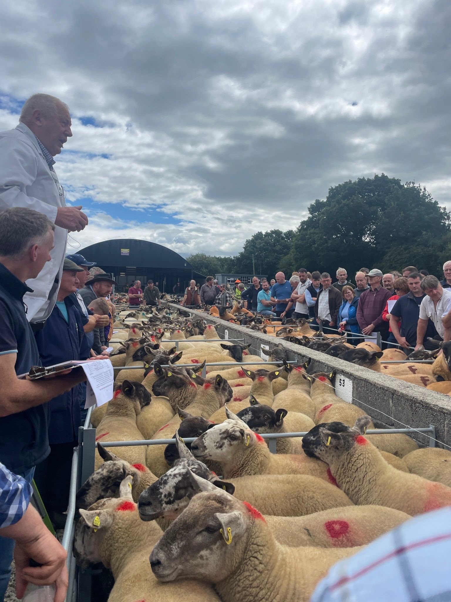 Crowds at the Borris Ewe Breeders' sale Source: Borris Ewe Breeders’ Association