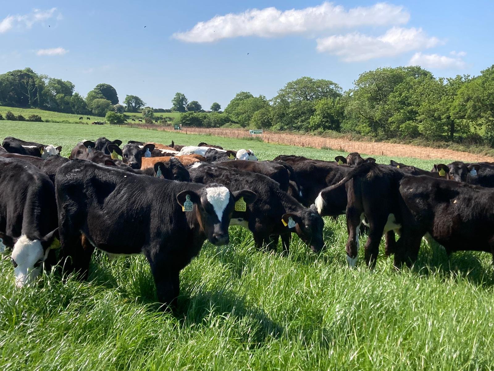 Some of the calves on the ABP Demo Farm earlier this season