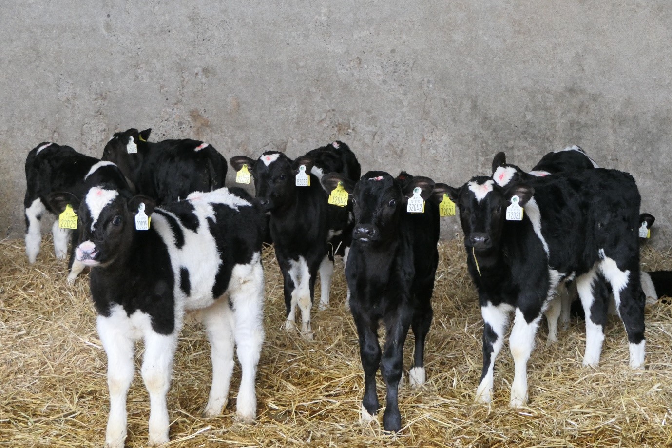 Calf facilities are kept immaculately clean at the Brennan farm and calves thrive as a result