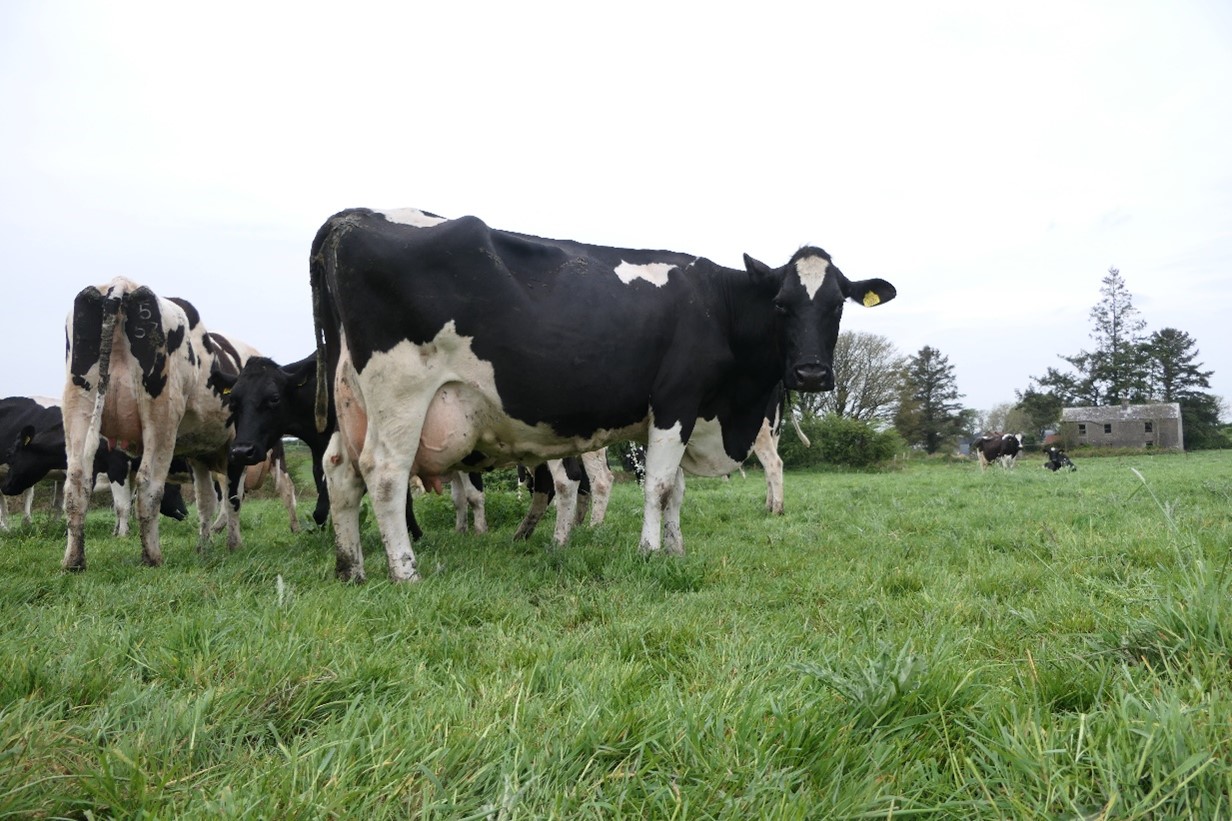 Choshull RPA Curlew EX 90