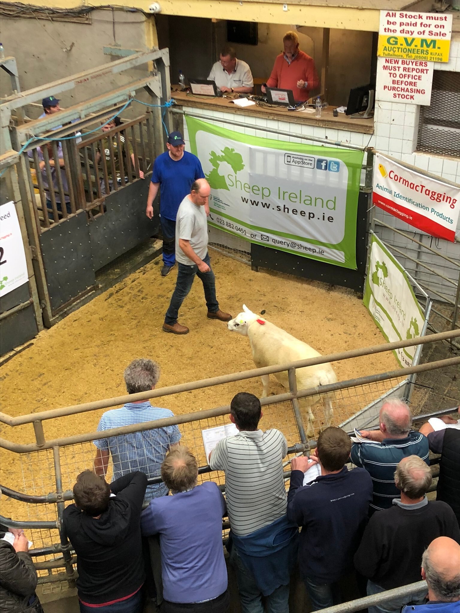 A Texel ram sold for €1,700 from Jeffreys flock in Co. Cork. Source: Sheep Ireland Twitter
